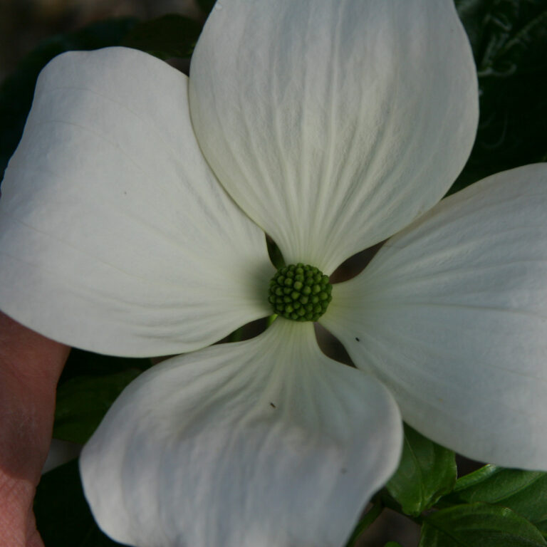 Cornus Kousa Venus Cornouiller Du Japon