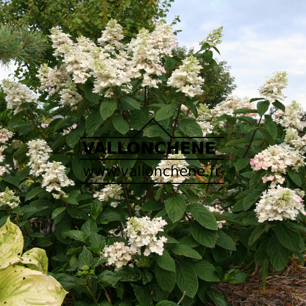 Hydrangea Paniculata Pink Diamond