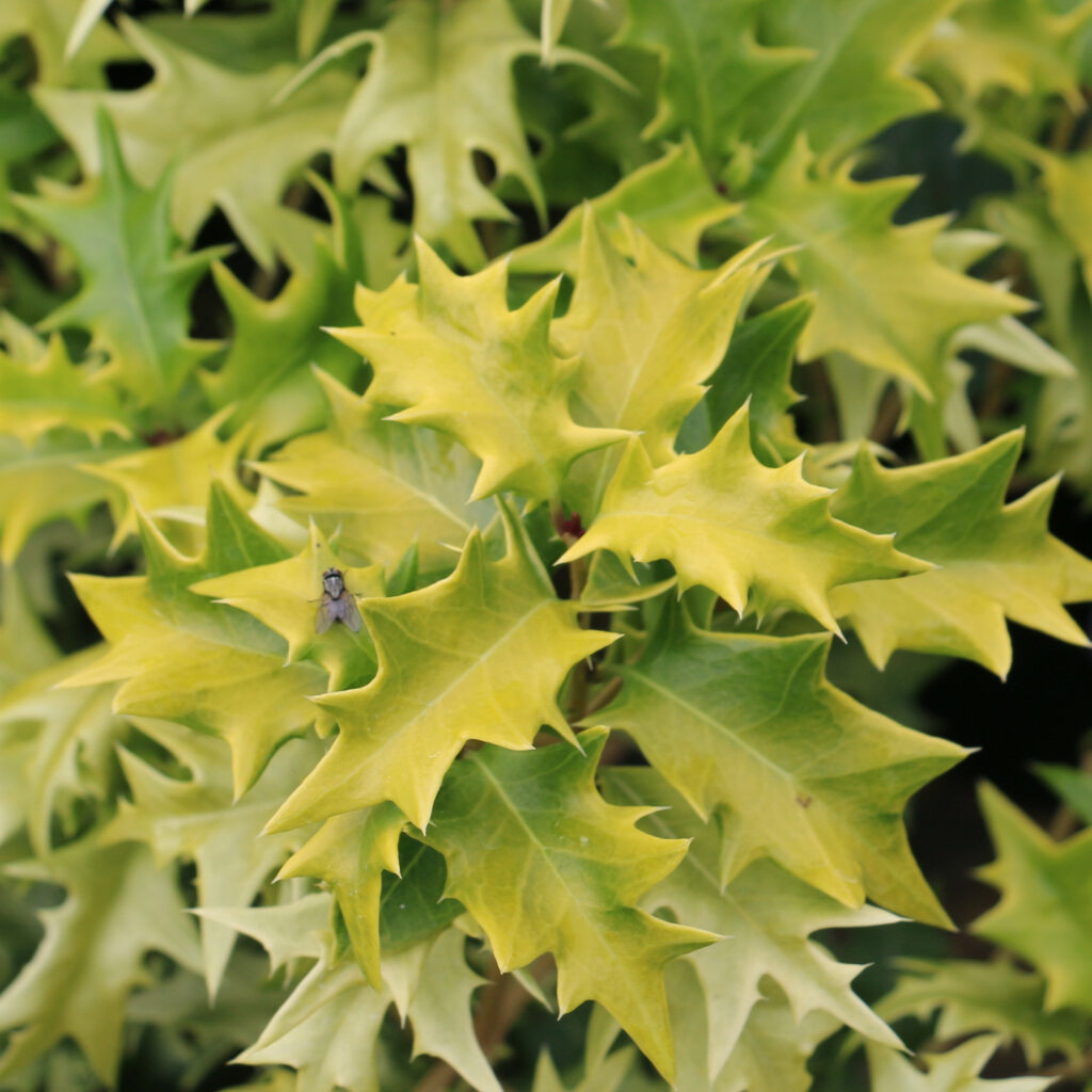 Osmanthus Heterophyllus Ogon Osmanthe Feuilles De Houx