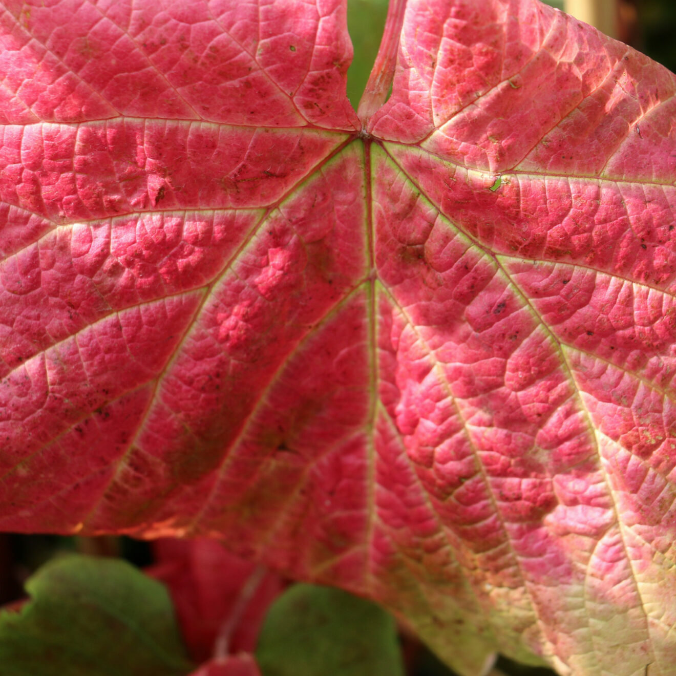 VITIS Coignetiae Rostrote Weinrebe