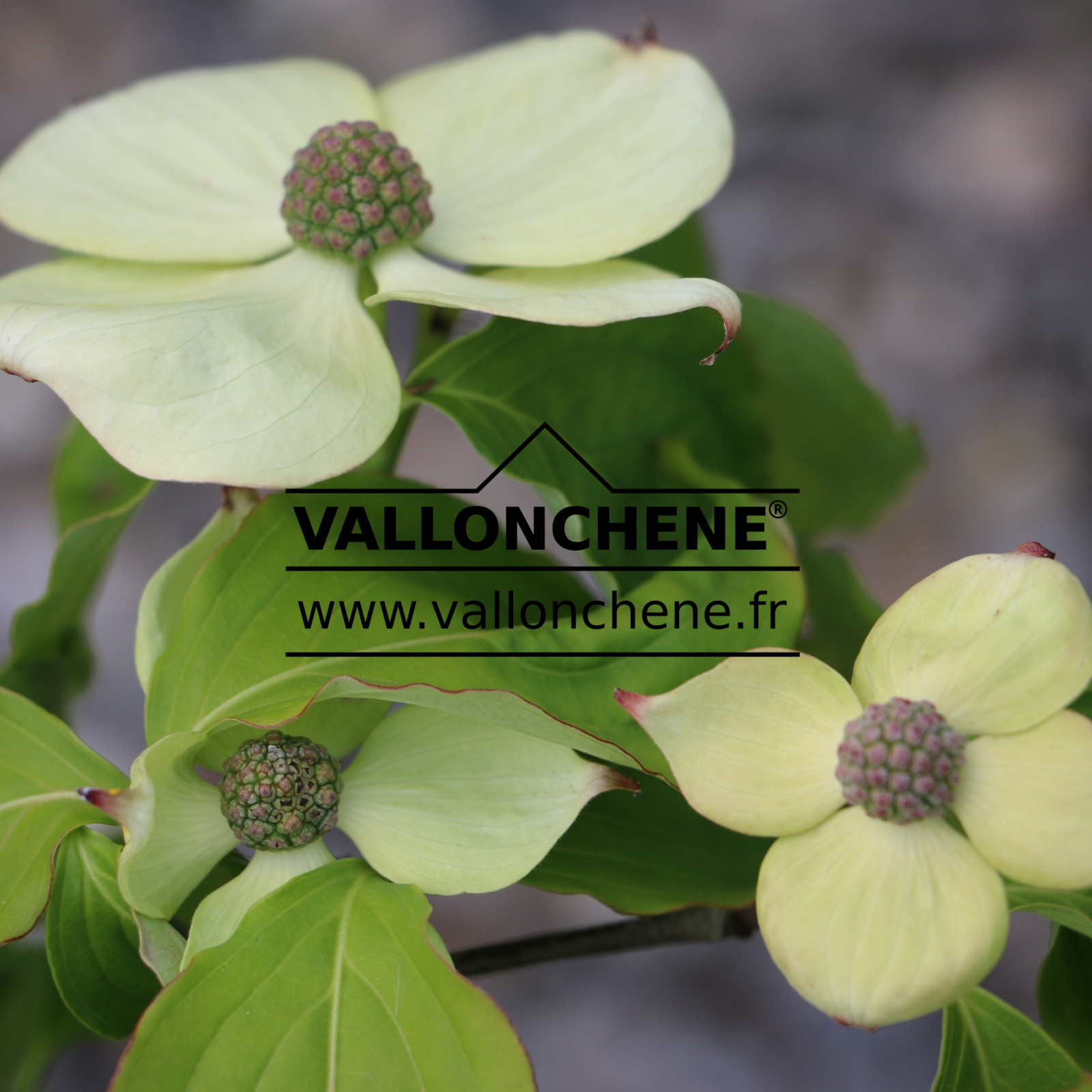 CORNUS kousa 'Teutonia' en Avril