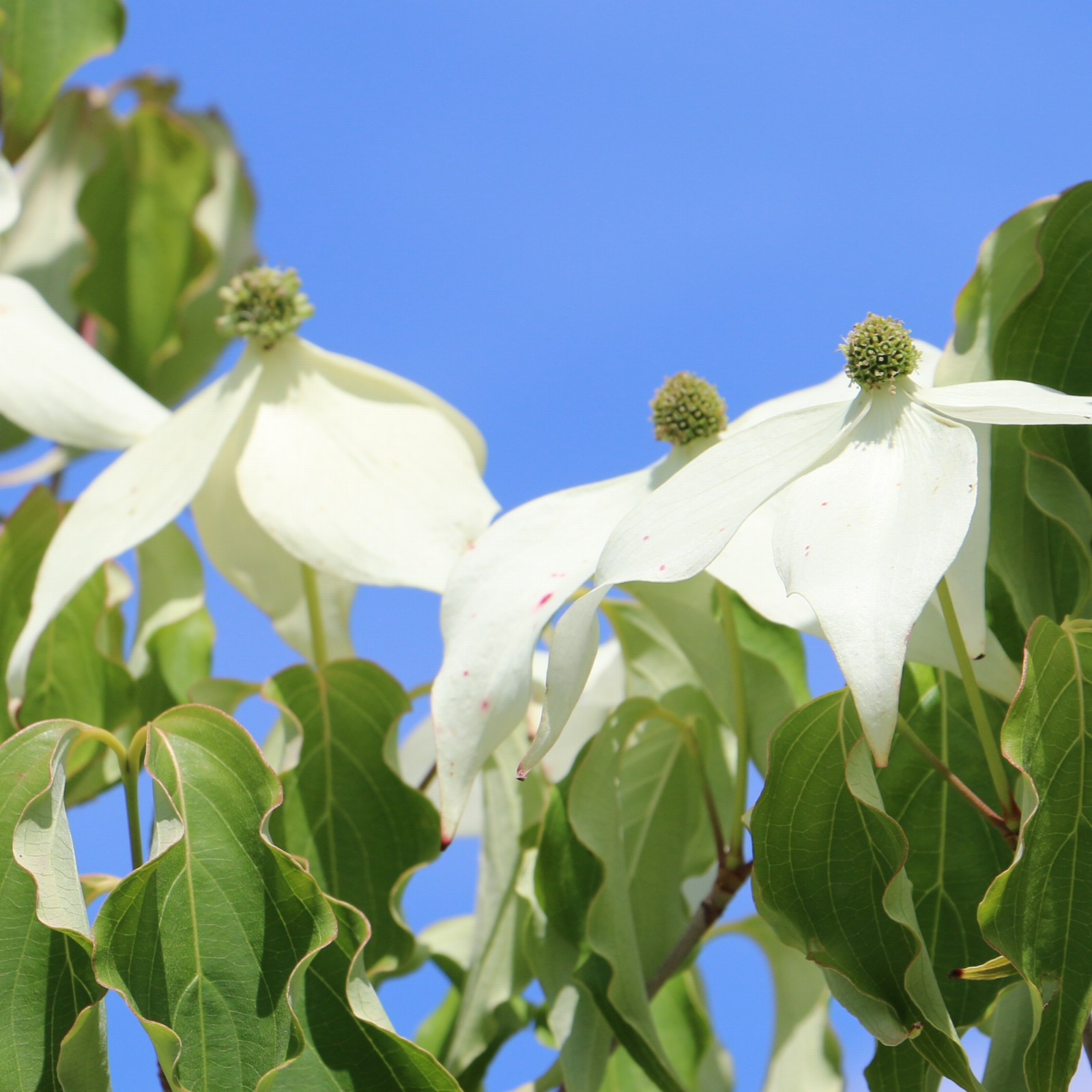 CORNUS kousa ‘Weisse Fontaine’ (Weisse Fontäne) en Juin