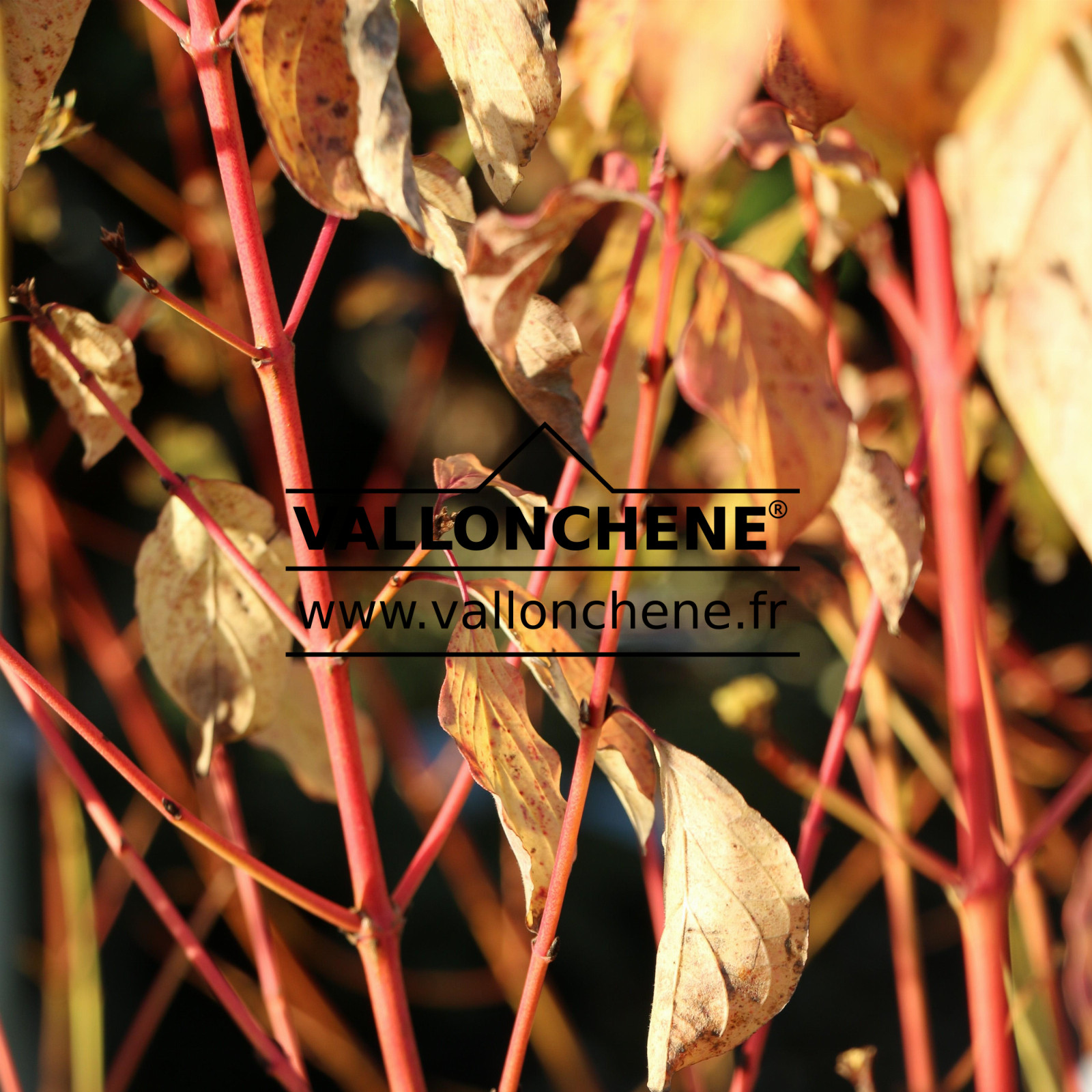 CORNUS sanguinea ‘Midwinter Fire’ en Décembre