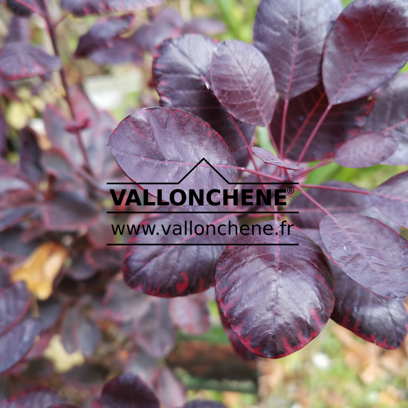 COTINUS coggygria 'Royal Purple' en Octobre