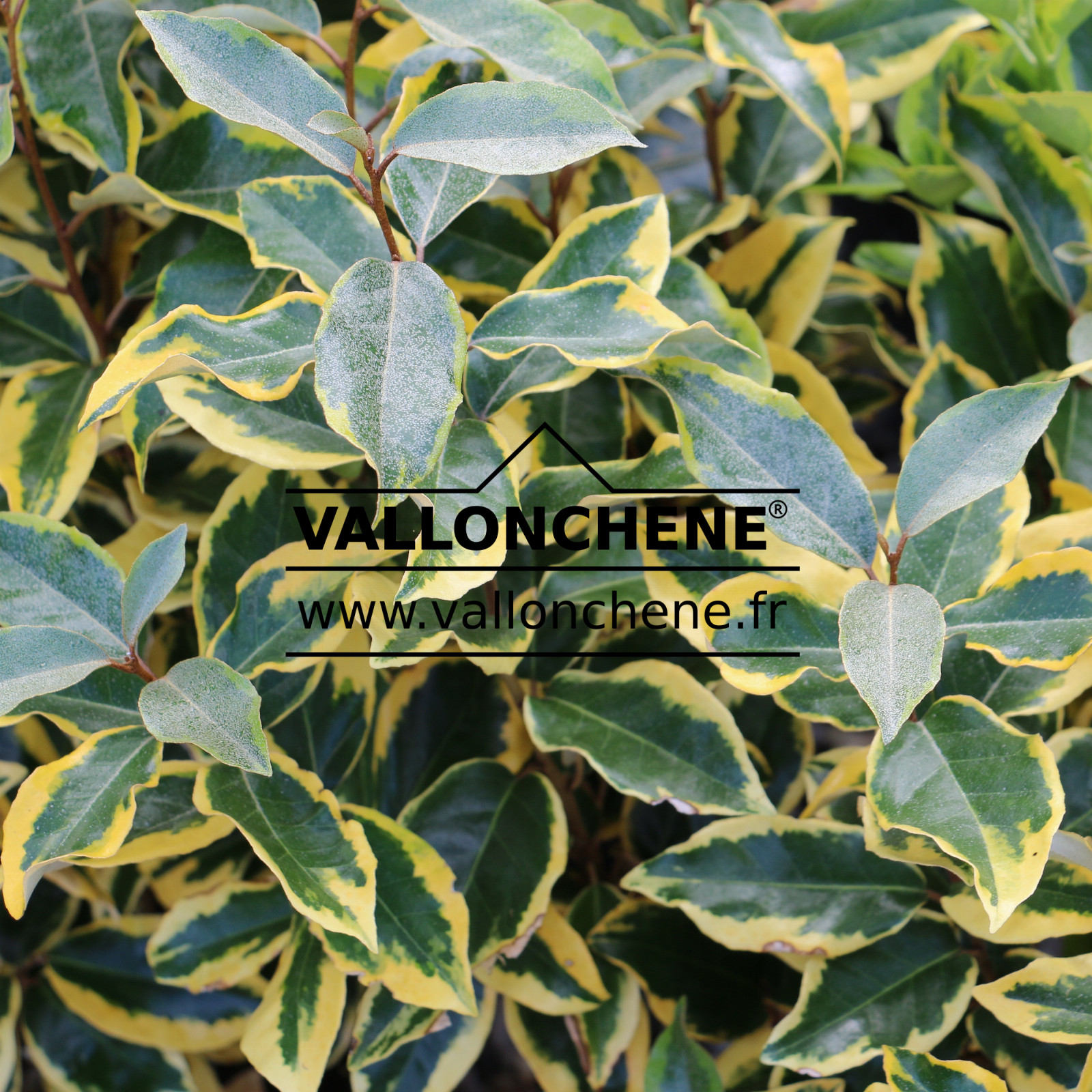 ELAEAGNUS ebbingei 'Gilt Edge' en Septembre