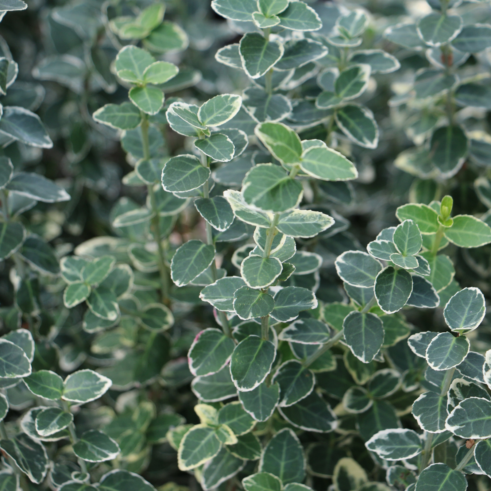 EUONYMUS fortunei ‘Emerald Gaiety’ en Septembre