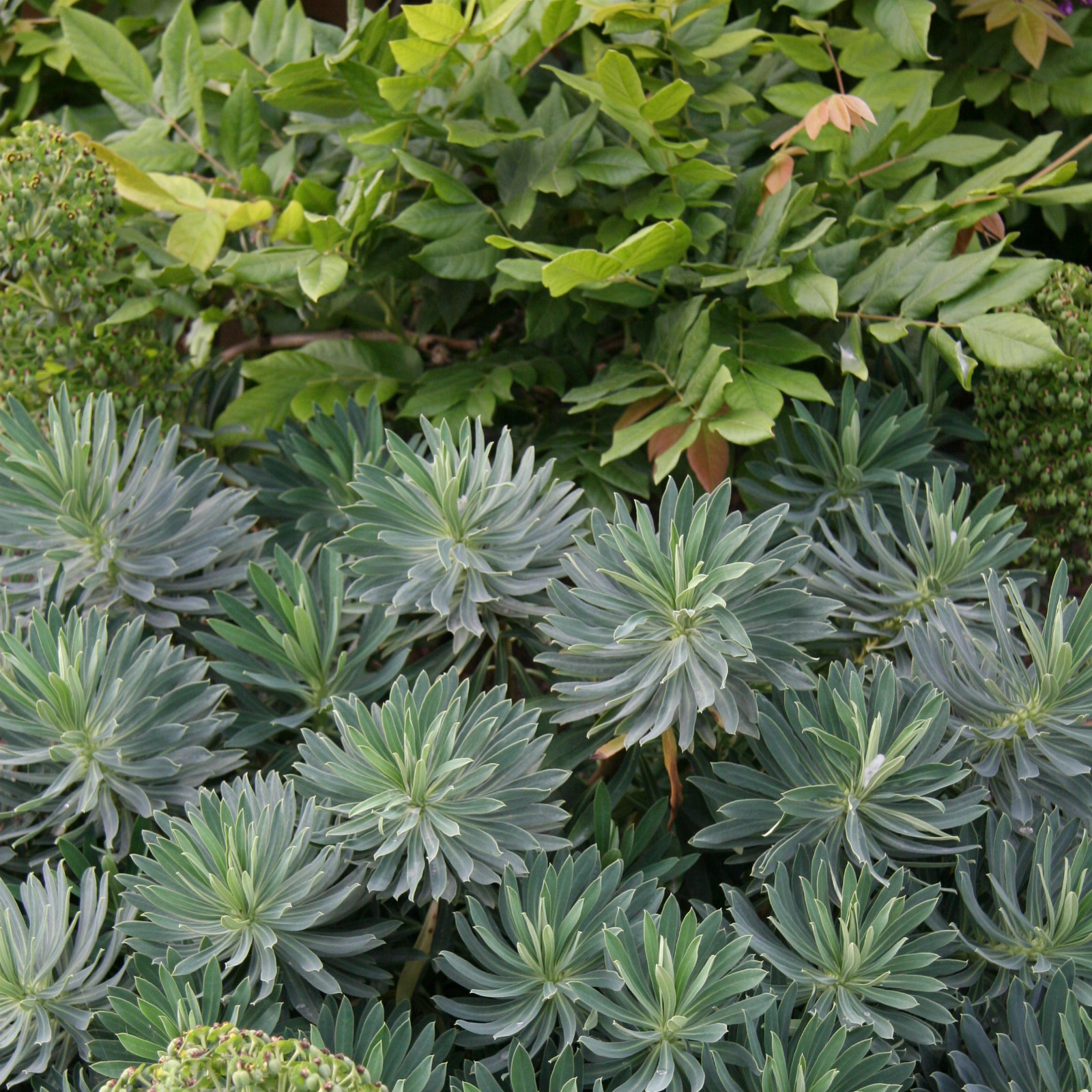 EUPHORBIA characias ssp. wulfenii en Juin