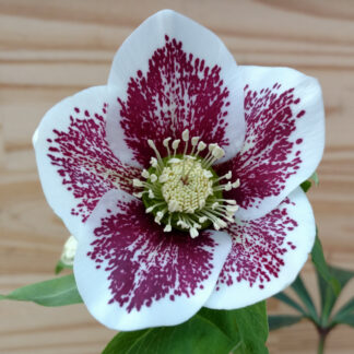 HELLEBORUS x orientalis anemone 'White Spotted' (blanc moucheté) en Janvier