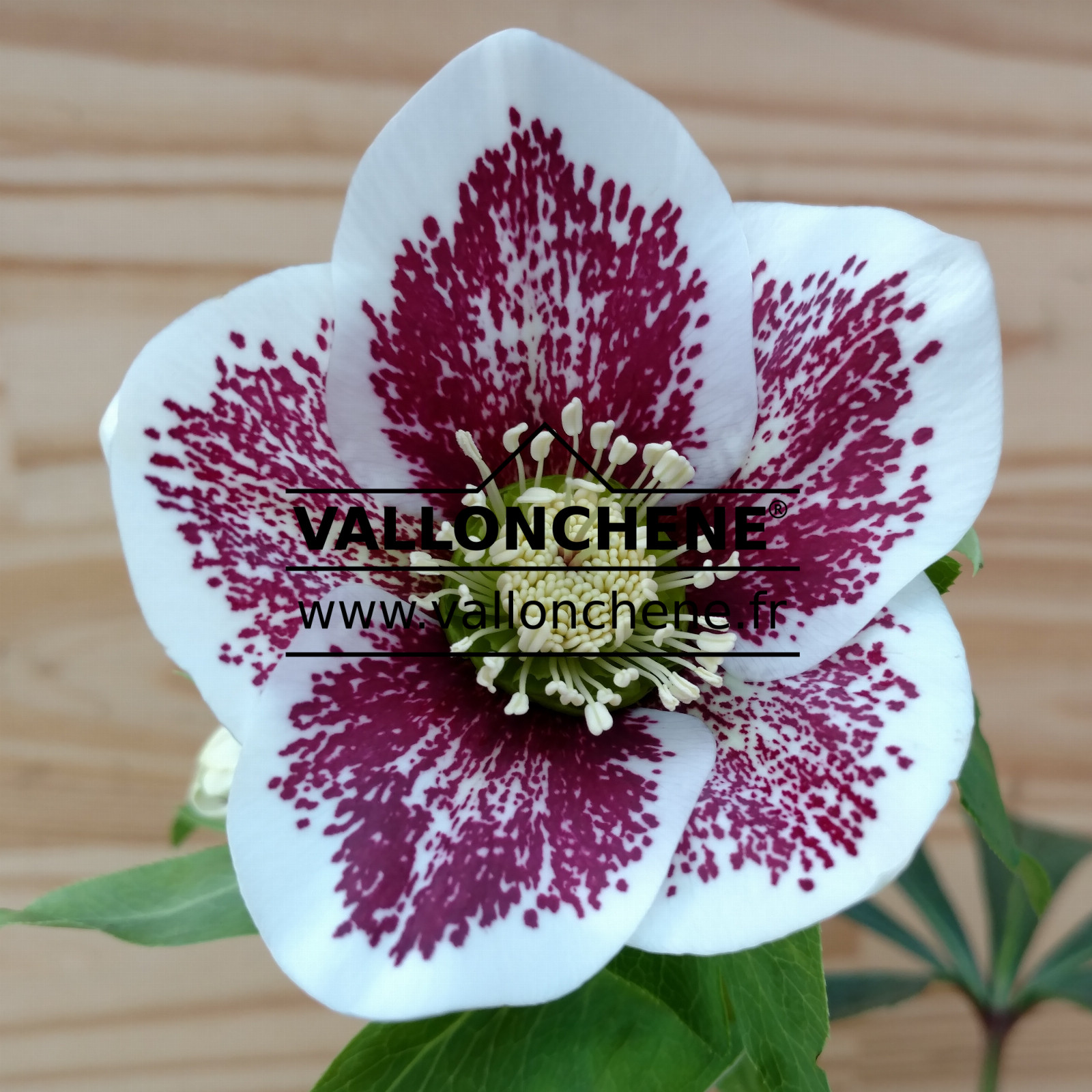 HELLEBORUS x orientalis anemone ‘White Spotted’ (blanc moucheté) en Janvier