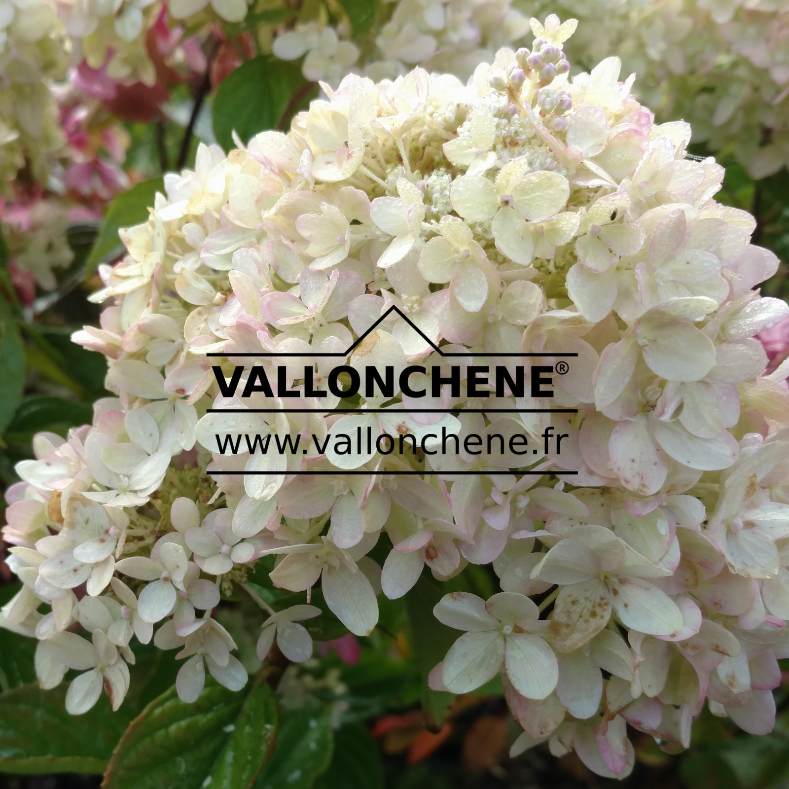 HYDRANGEA paniculata ‘Little Lime’ (Jane) en Octobre