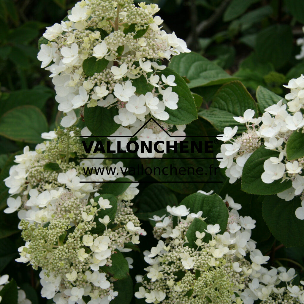 HYDRANGEA Paniculata Pink Diamond