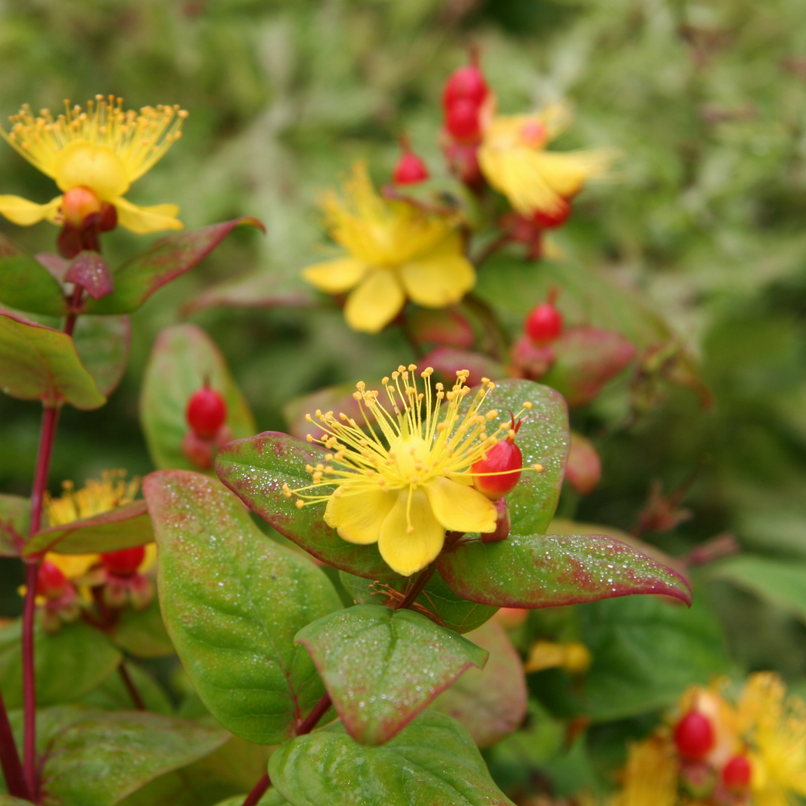 HYPERICUM ‘Miracle Attraction’ en Juillet