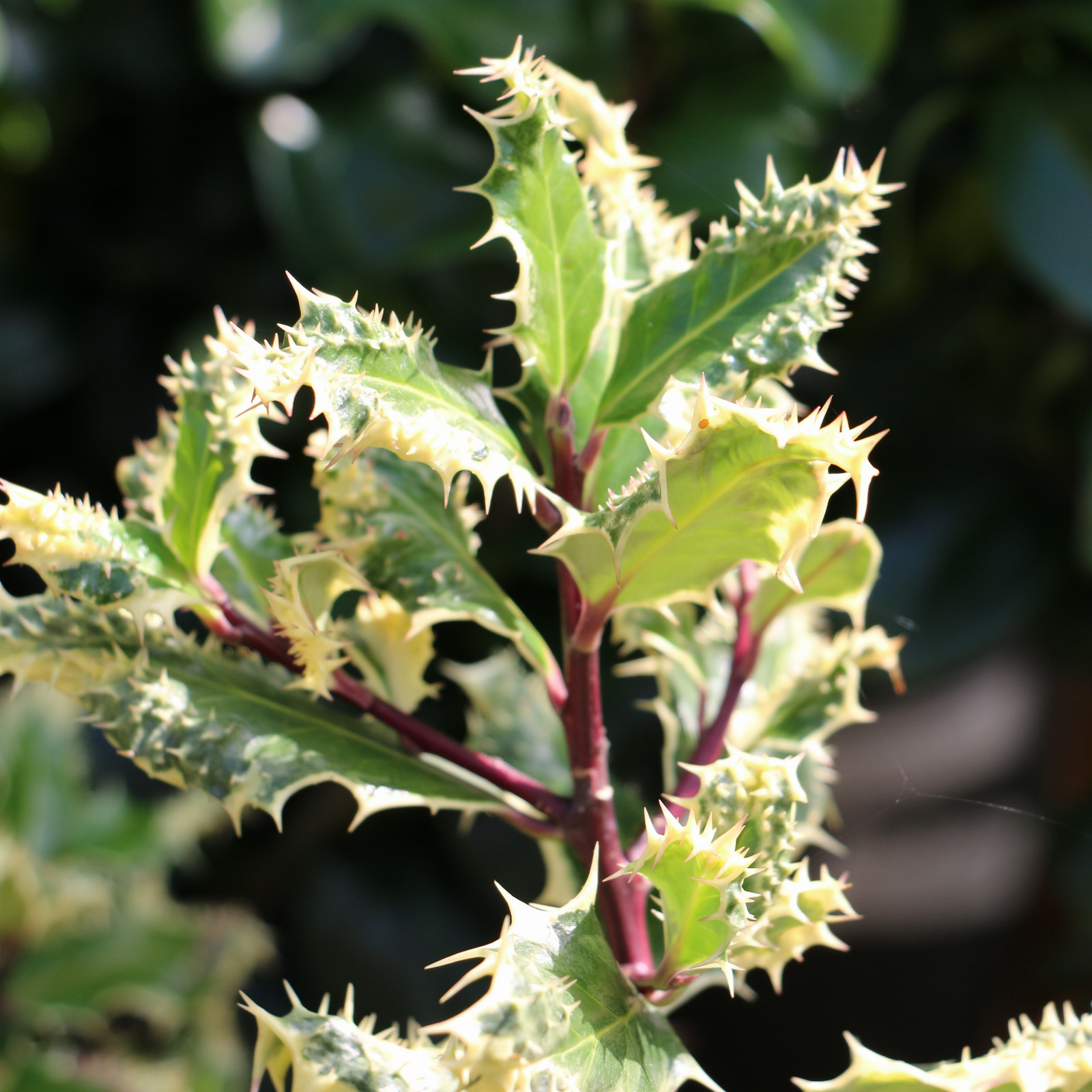 ILEX aquifolium ‘Ferox Argentea’ en Septembre