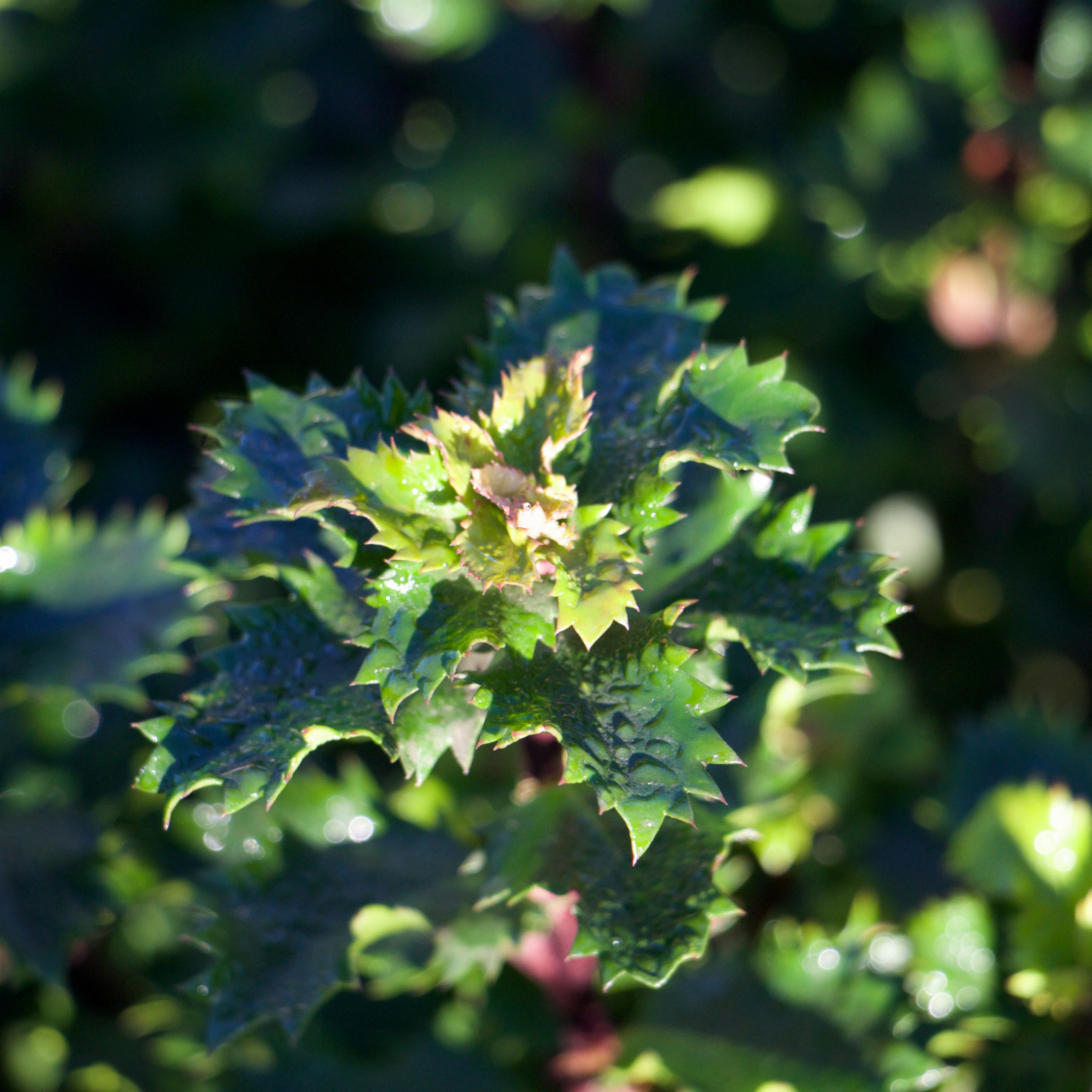 ILEX 'Little Rascal' en Mars