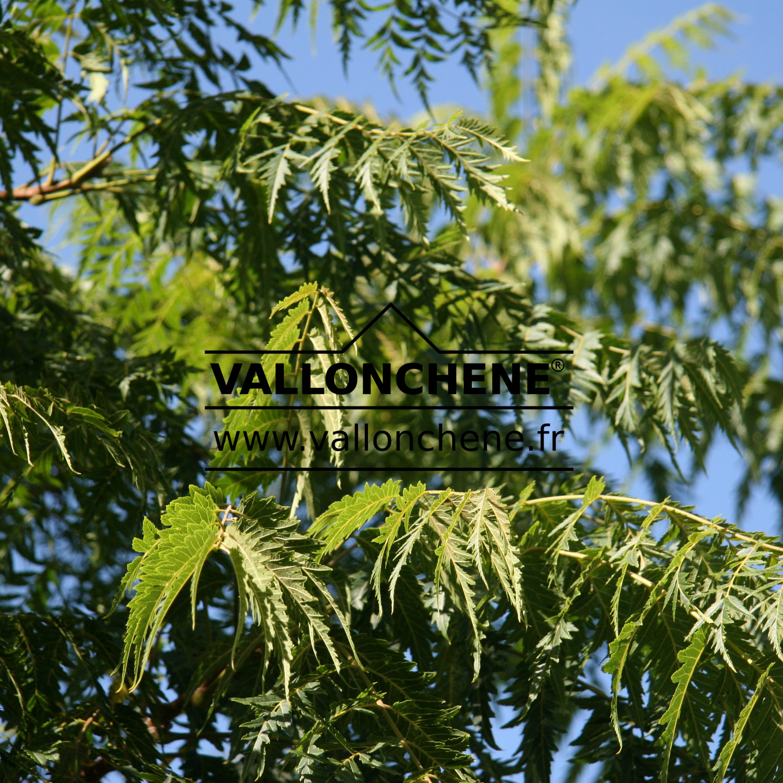 JUGLANS nigra ‘Laciniata’ en Septembre