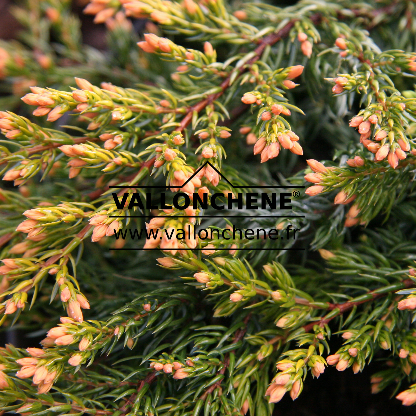 JUNIPERUS communis 'Goldschatz' en Avril