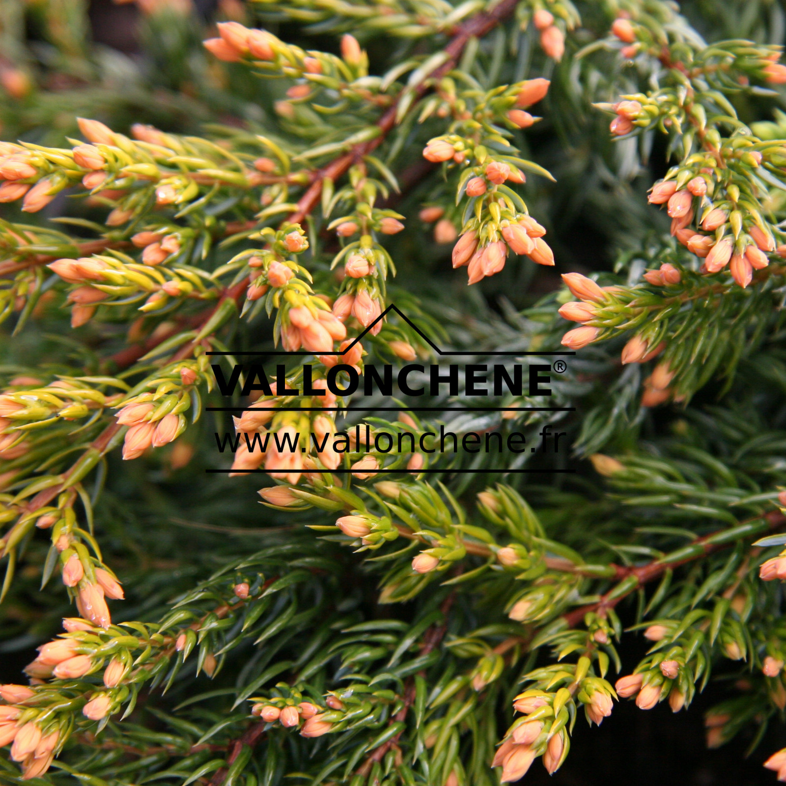 JUNIPERUS communis 'Goldschatz' en Avril