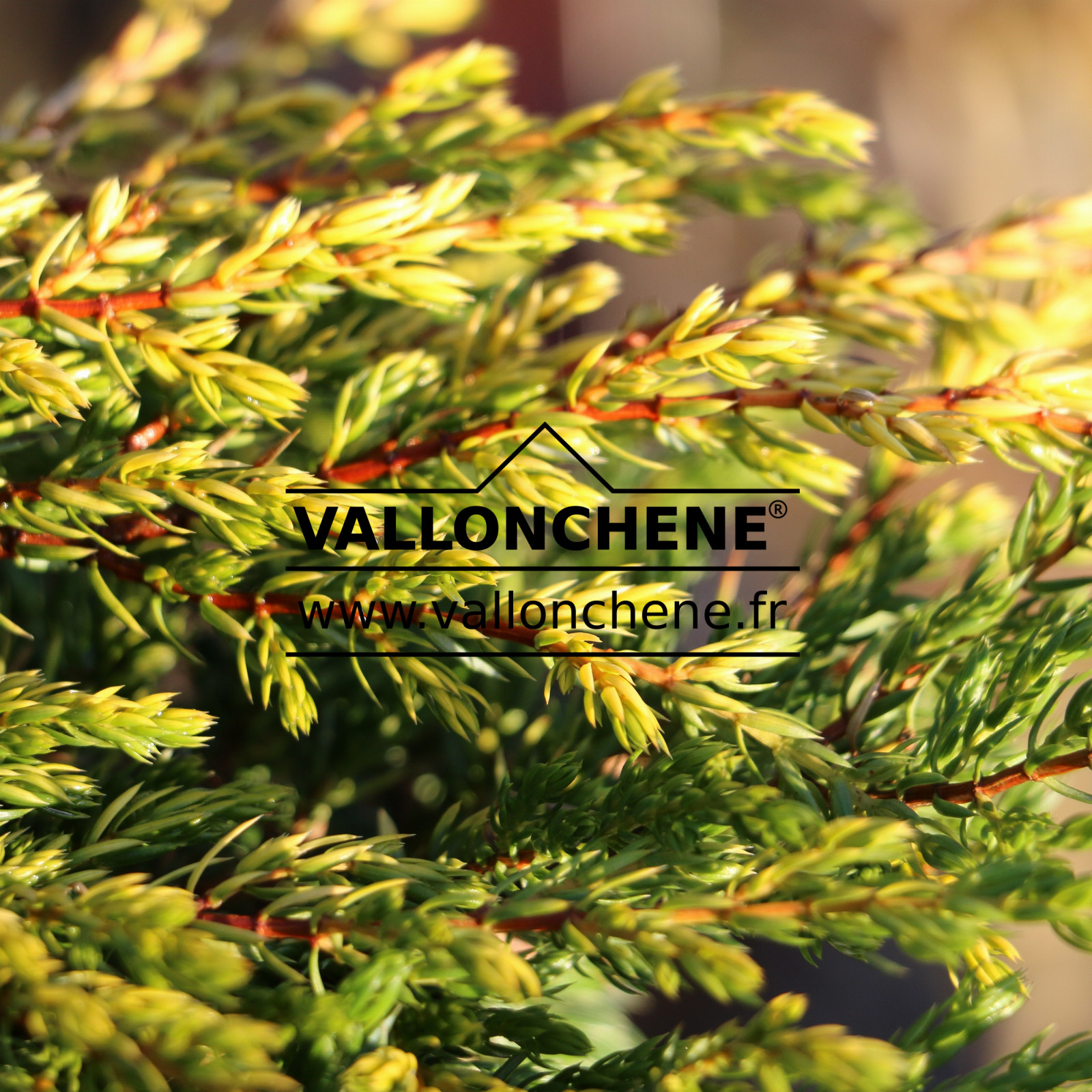 JUNIPERUS communis 'Goldschatz' en Décembre