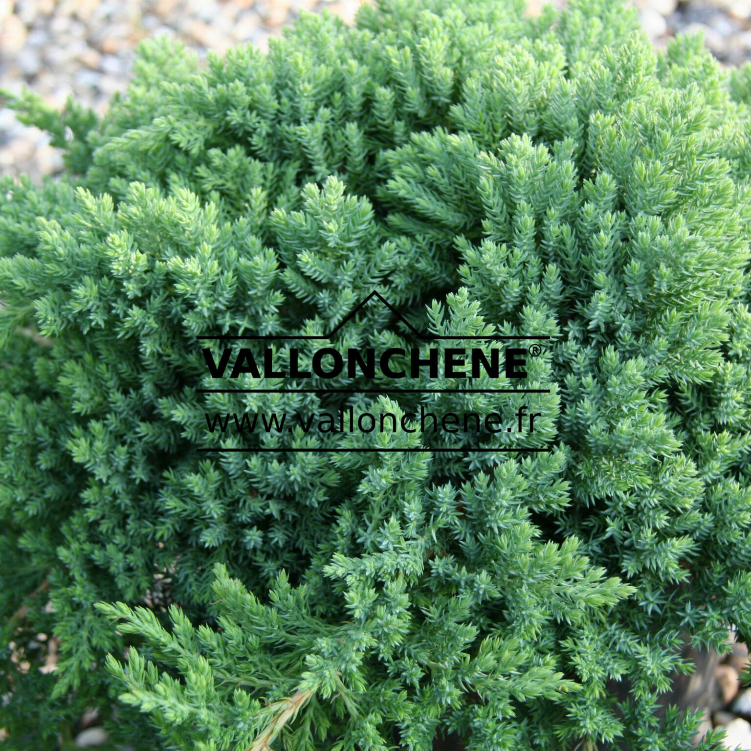 JUNIPERUS Procumbens 'Nana'