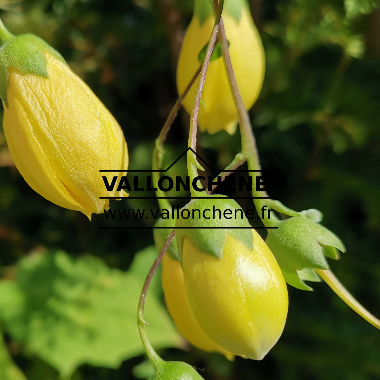 KIRENGESHOMA palmata en Septembre