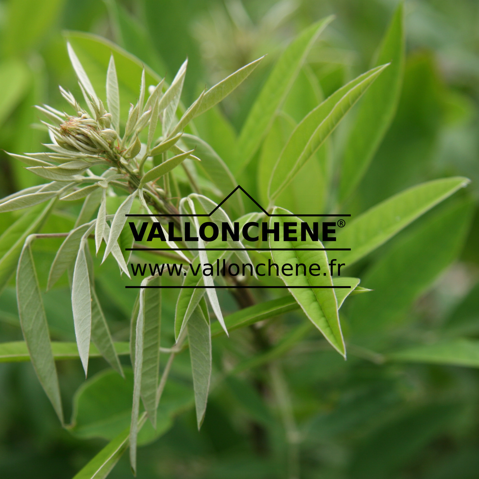 LESPEDEZA thunbergii ‘Gibraltar’ en Juillet