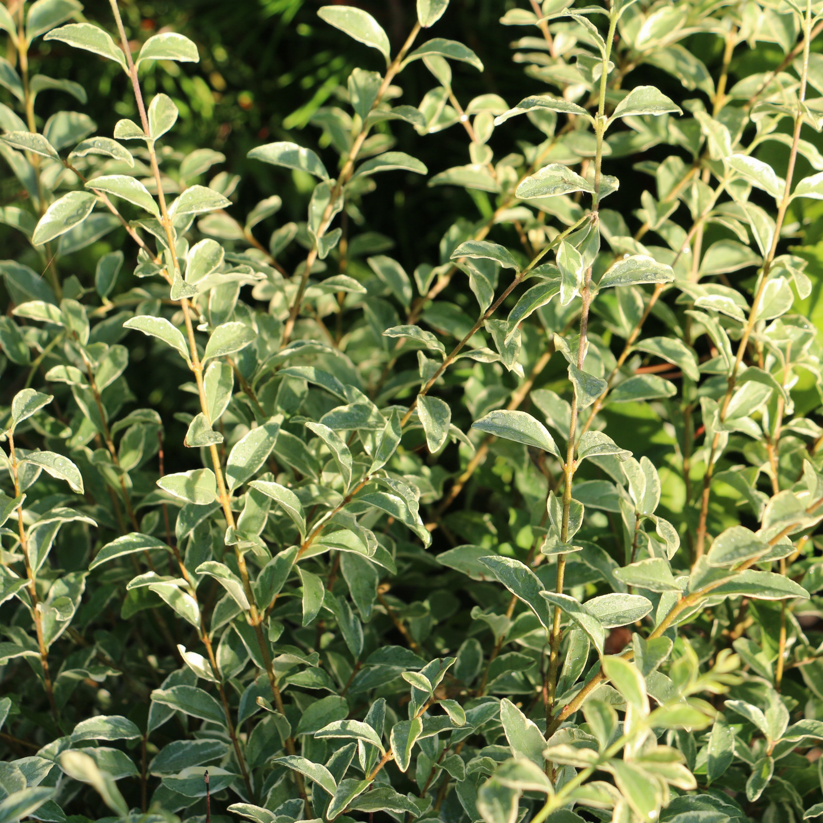 LIGUSTRUM ibota ‘Musli’ (R) en Septembre