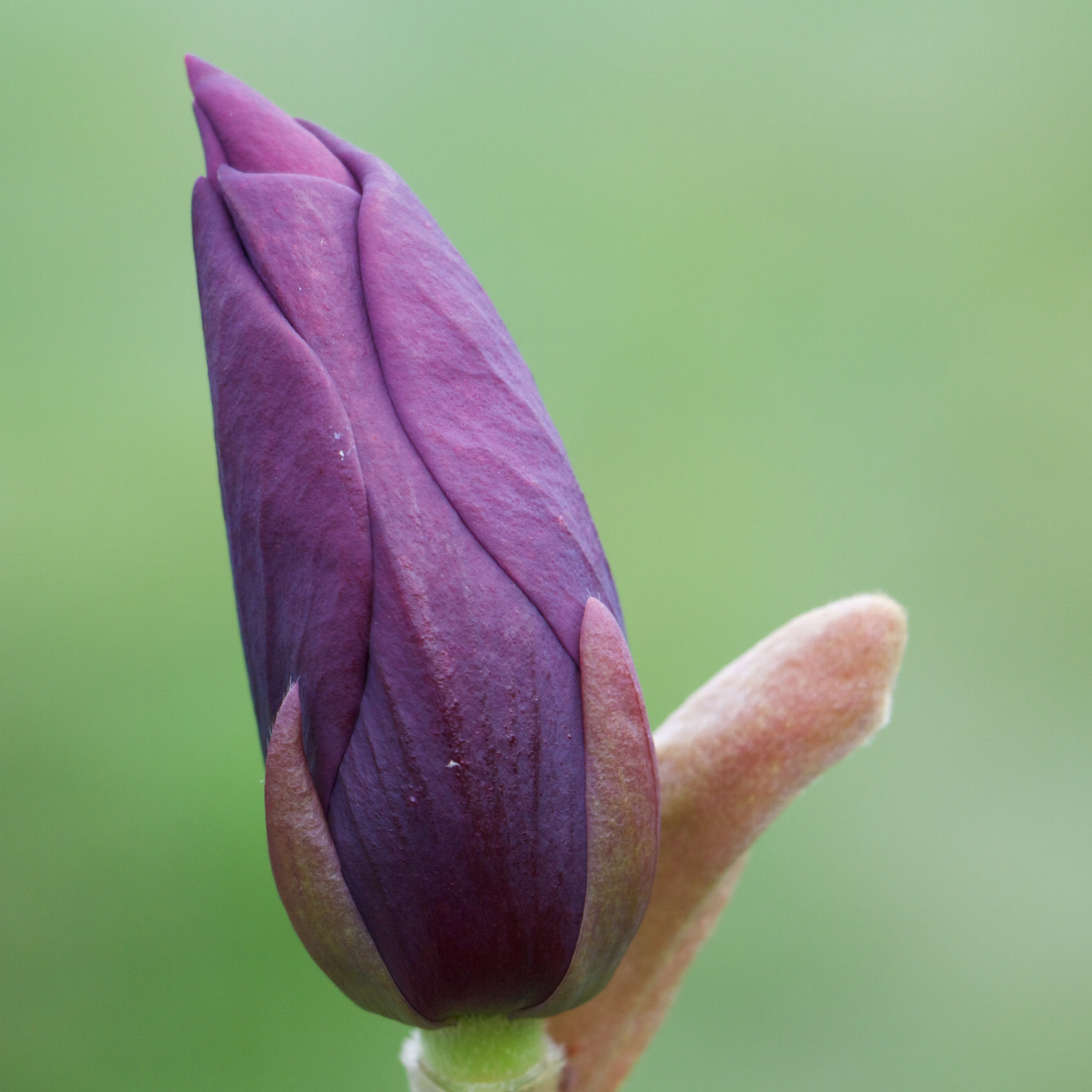 MAGNOLIA ‘Black Beauty’ en Mars