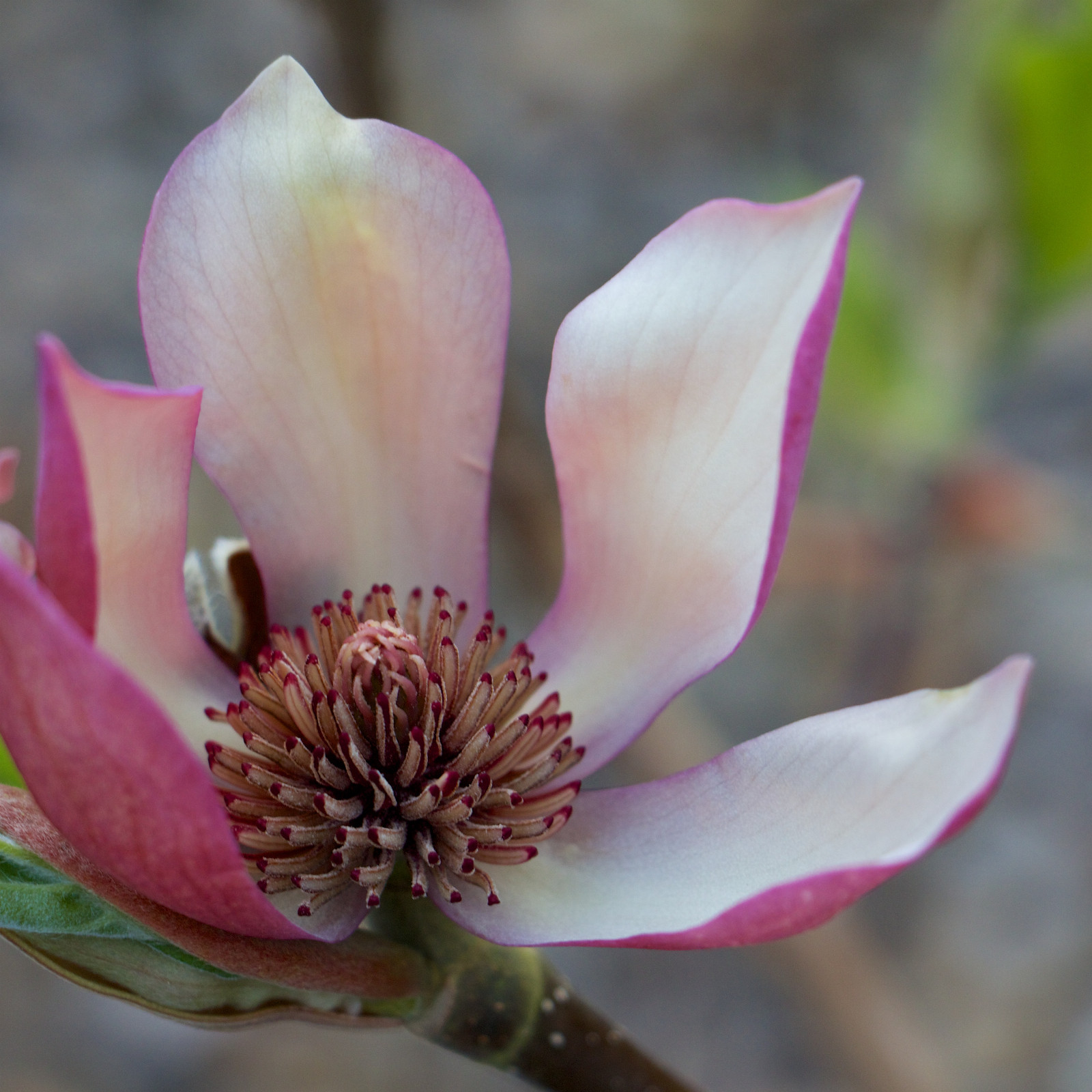 MAGNOLIA ‘Black Beauty’ en Mars