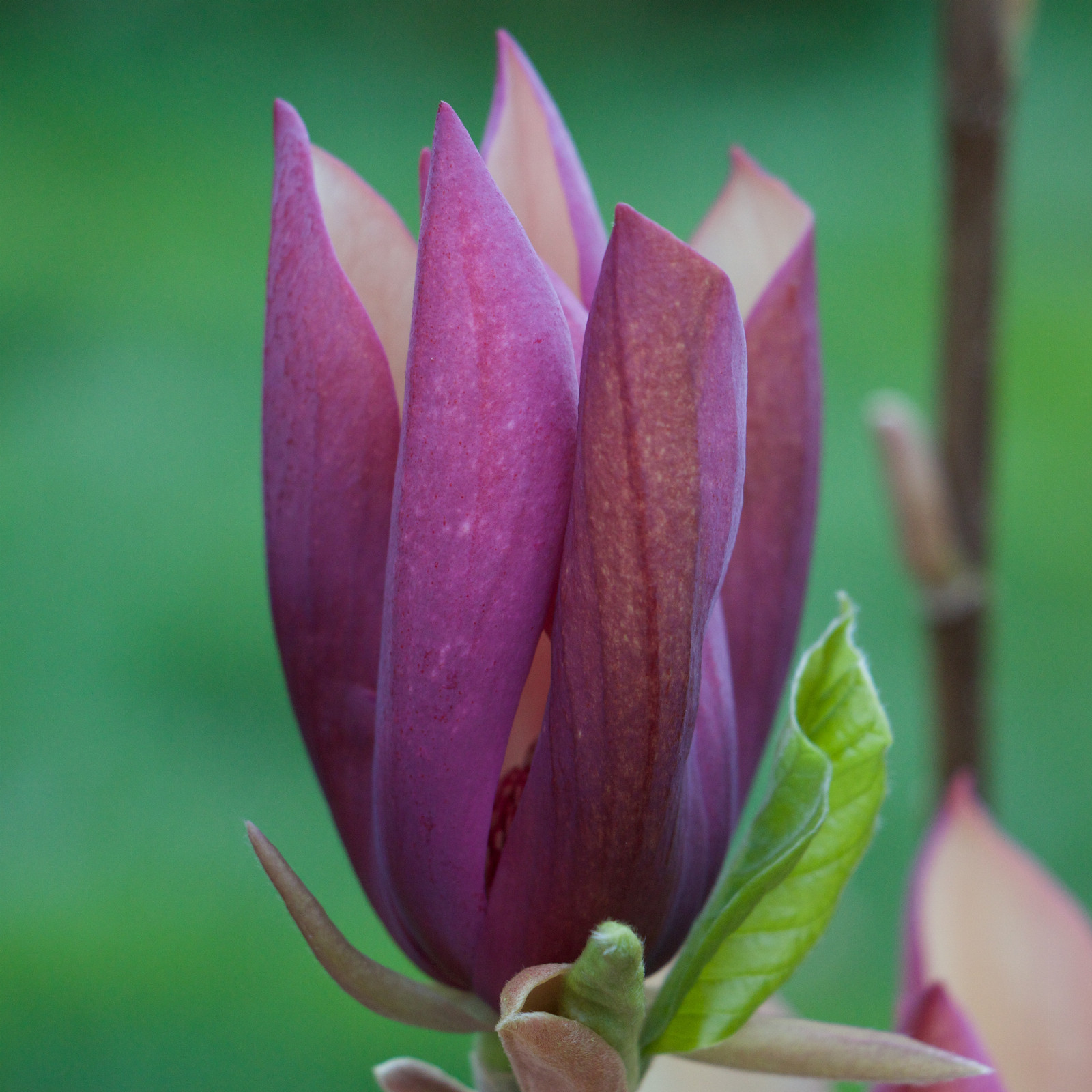 MAGNOLIA ‘Black Beauty’ en Mars