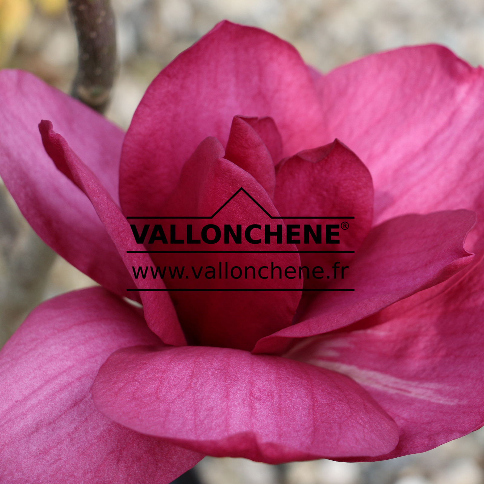 MAGNOLIA 'Ian's Red' en Mars