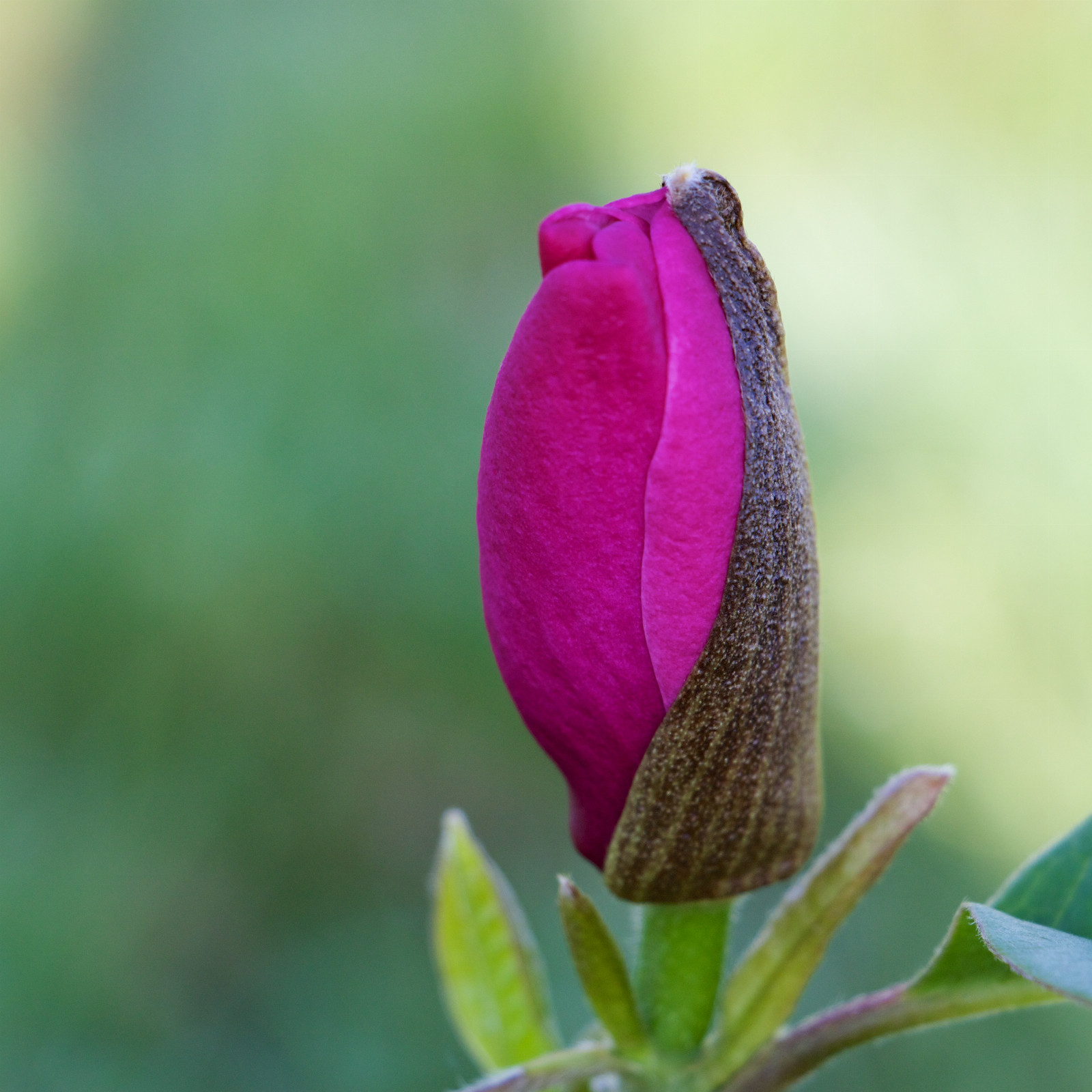 MAGNOLIA 'Sweet Merlot' en Avril