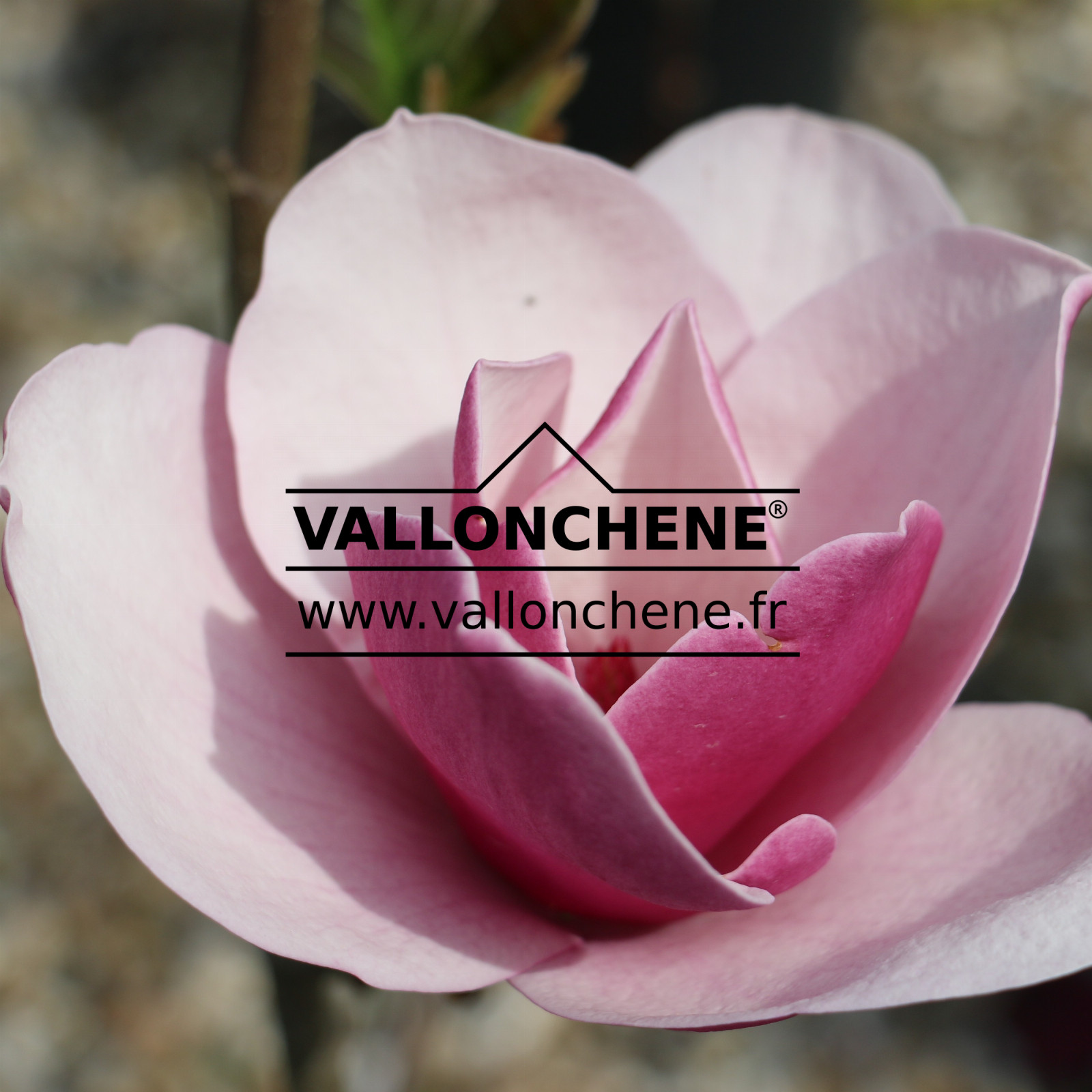 MAGNOLIA 'Sweet Merlot' en Avril