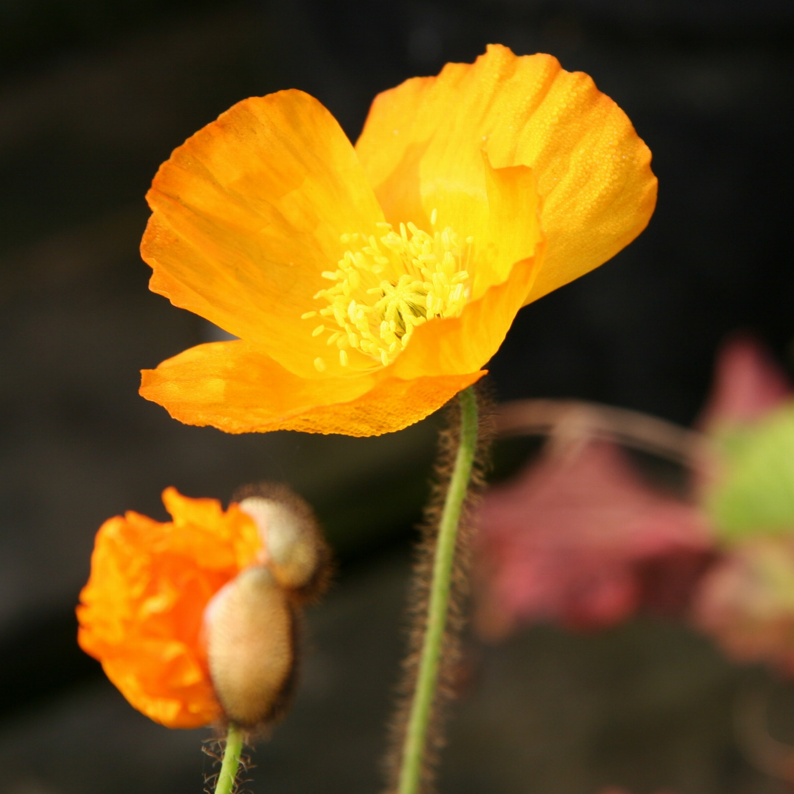 PAPAVER nudicaule 'Gartenzwerg' en Juin