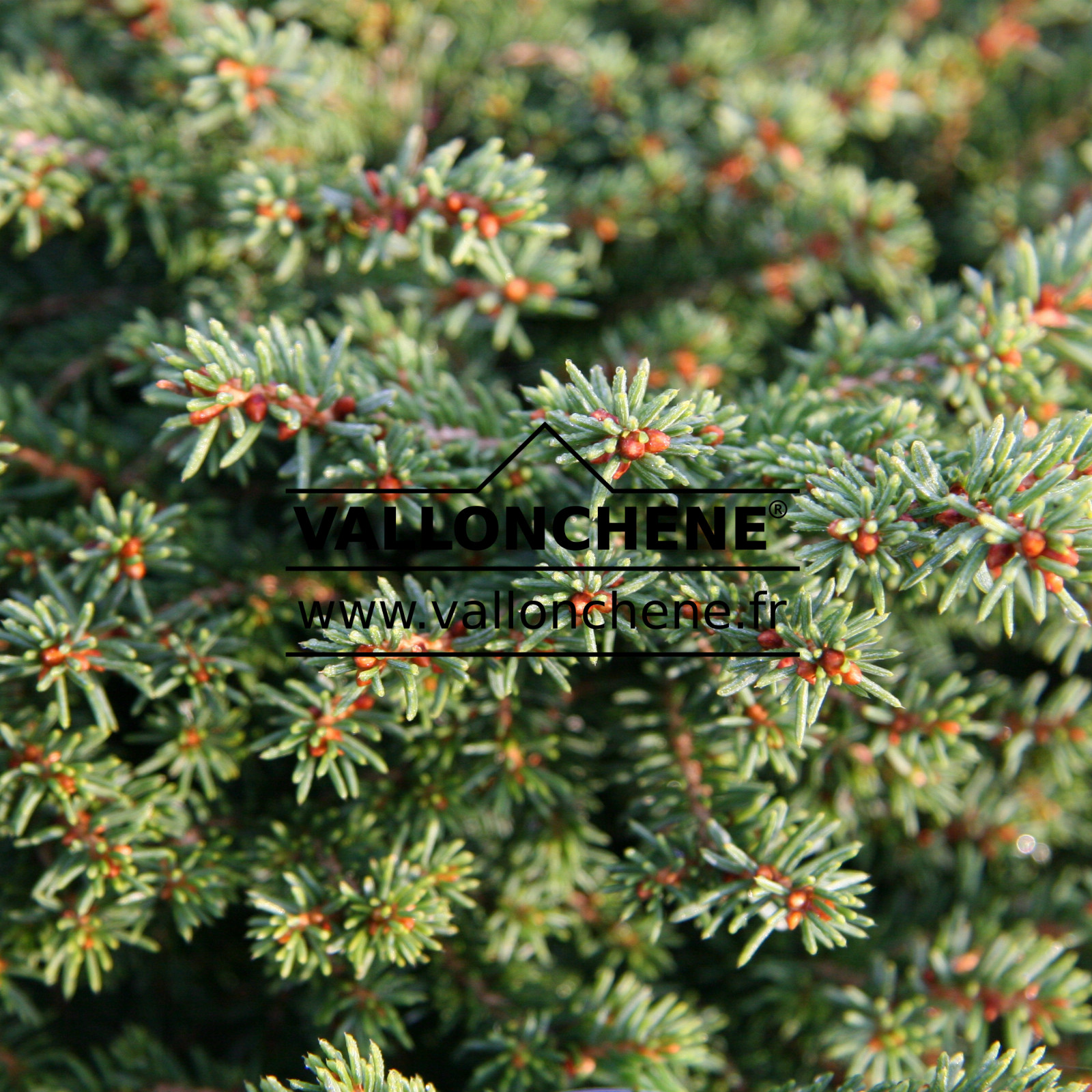 PICEA abies 'Little Gem' en Octobre