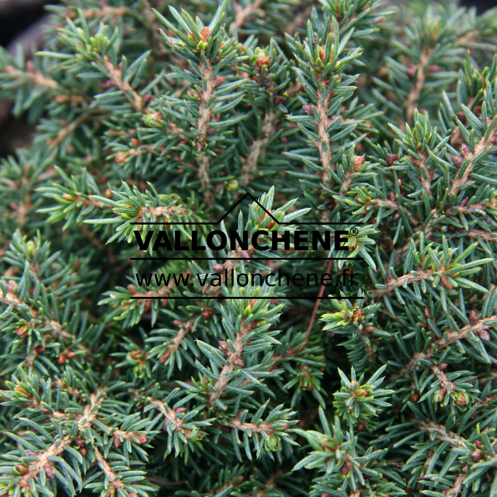 PICEA abies 'Little Gem' en Janvier