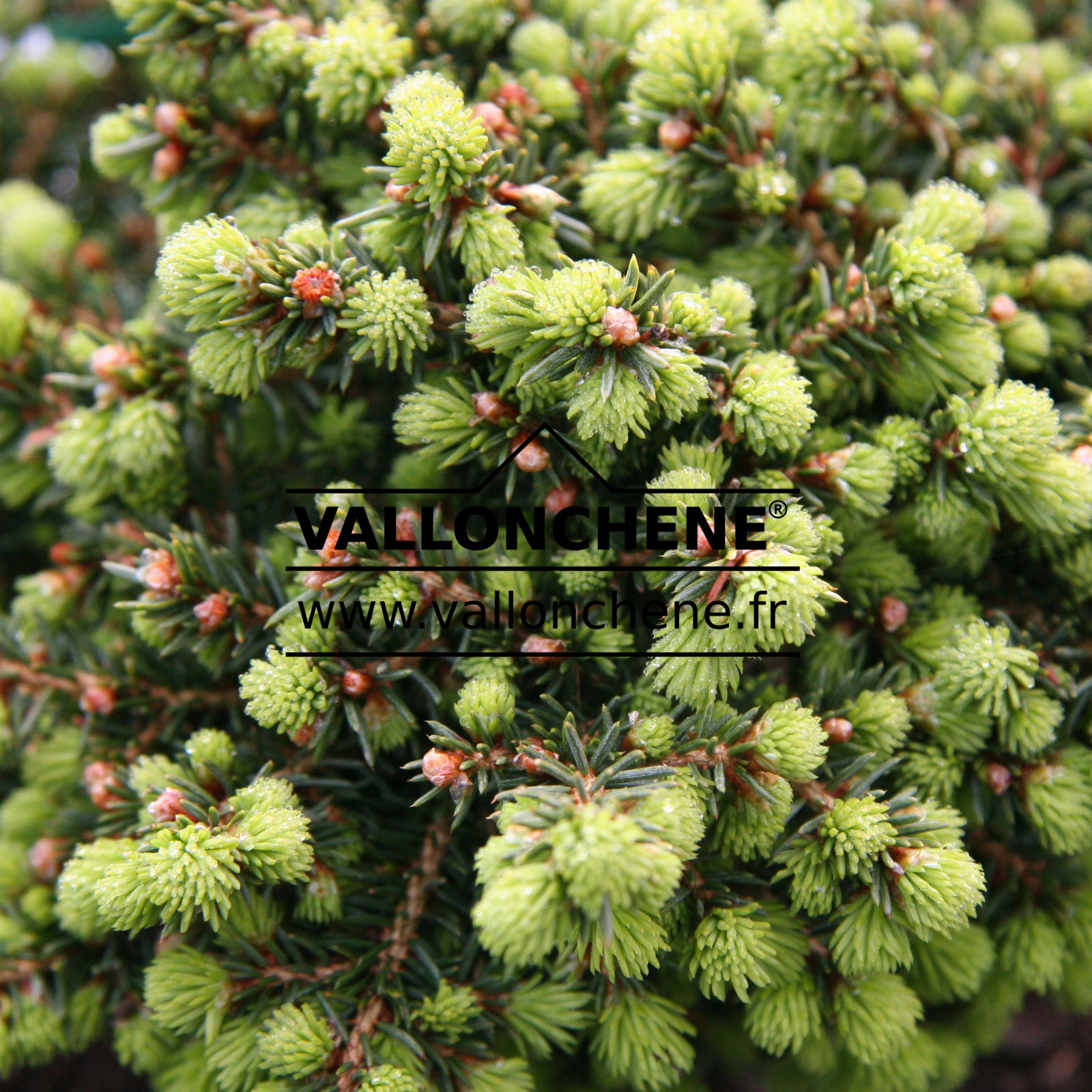 PICEA abies 'Little Gem' en Avril