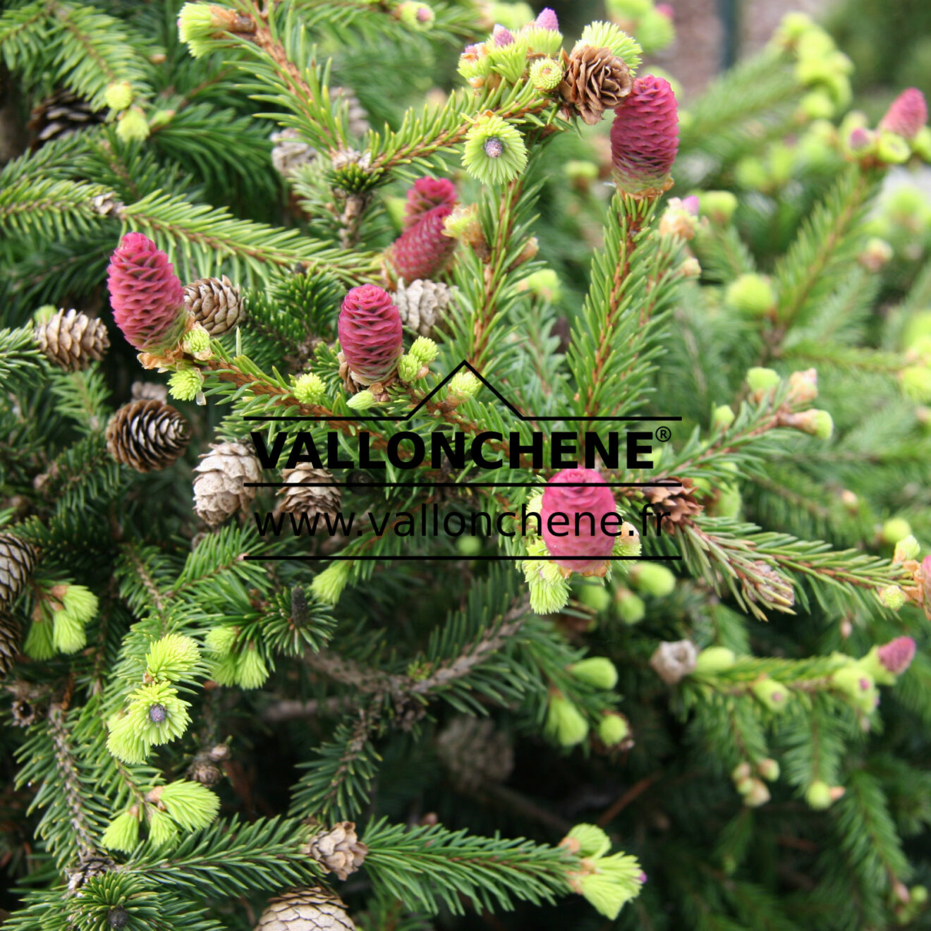 PICEA Abies 'Pusch' - Dwarf Spruce