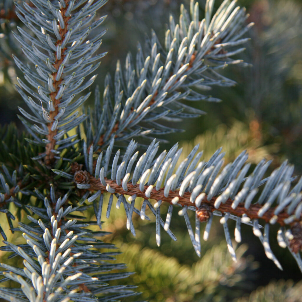 PICEA Pungens 'Erich Frahm'