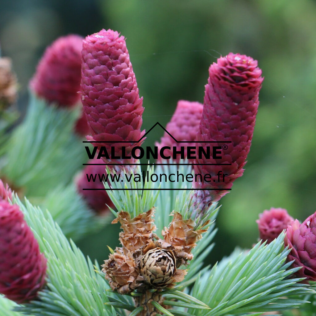 PICEA Pungens 'Hermann Naue' - épicéa Bleu Du Colorado