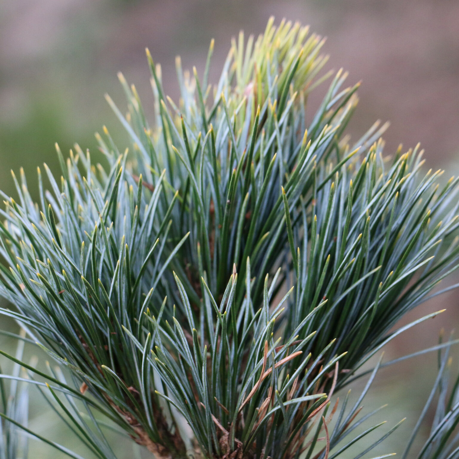 PINUS cembra 'Compacta Glauca' - pin cembro