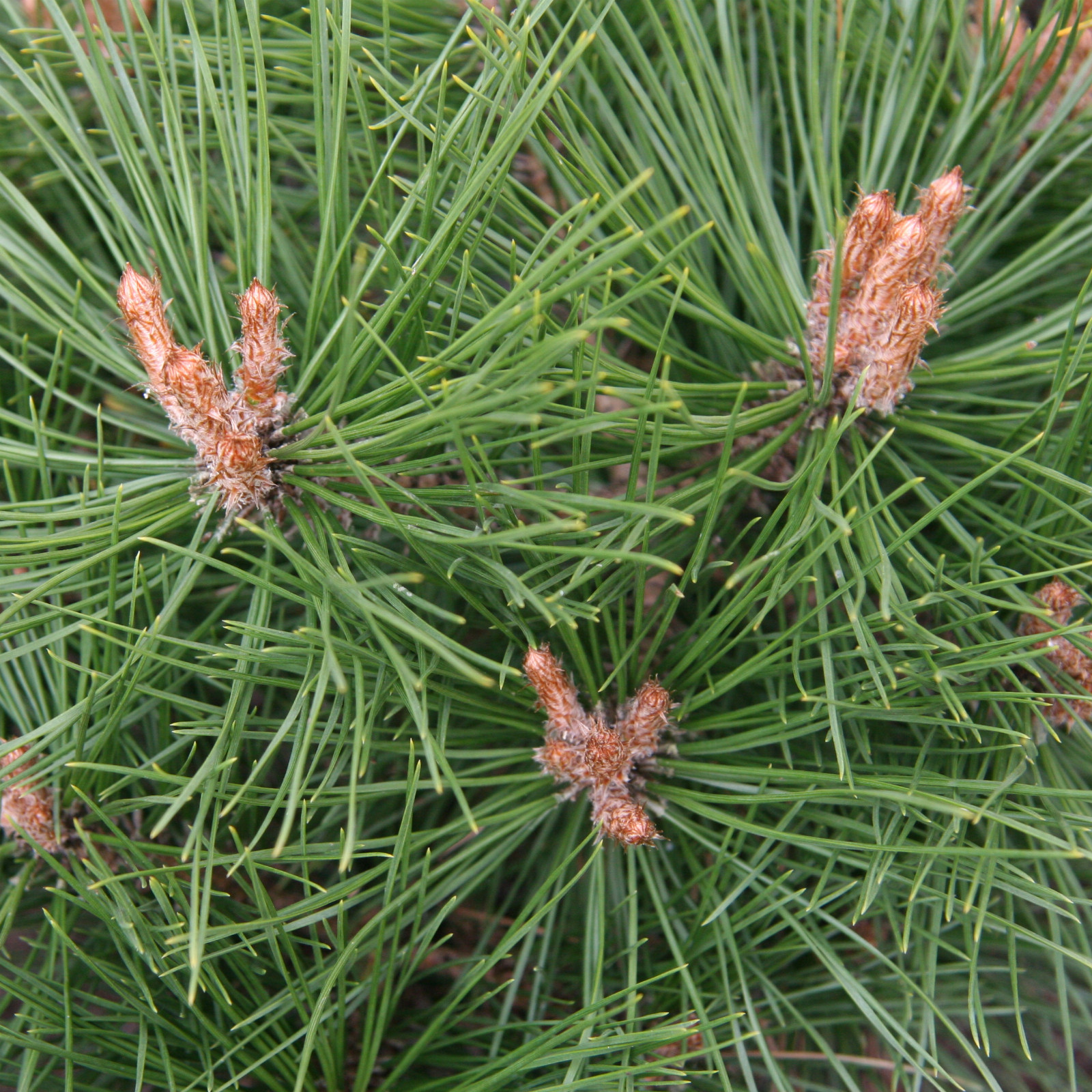 PINUS densiflora 'Vibrant' - pin rouge du Japon