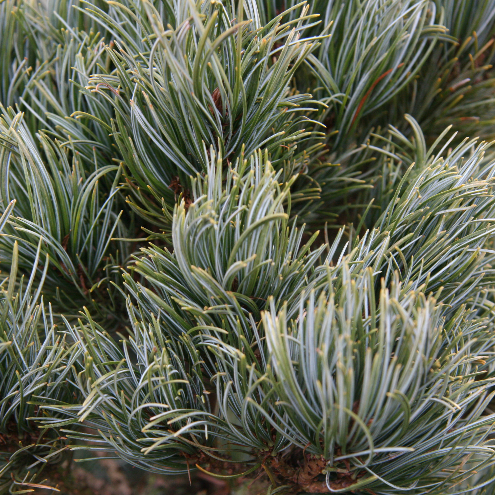 PINUS parviflora ‘Bergman’ en Mars