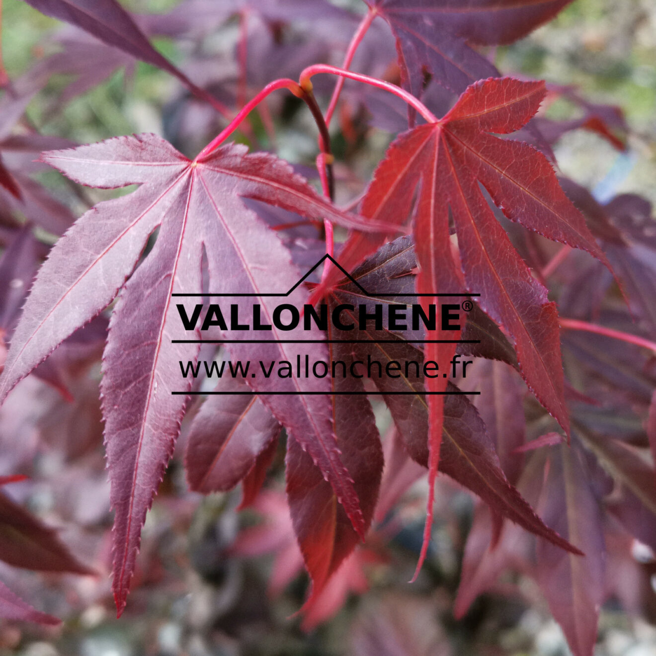 acer-palmatum-atropurpureum-japanese-maple