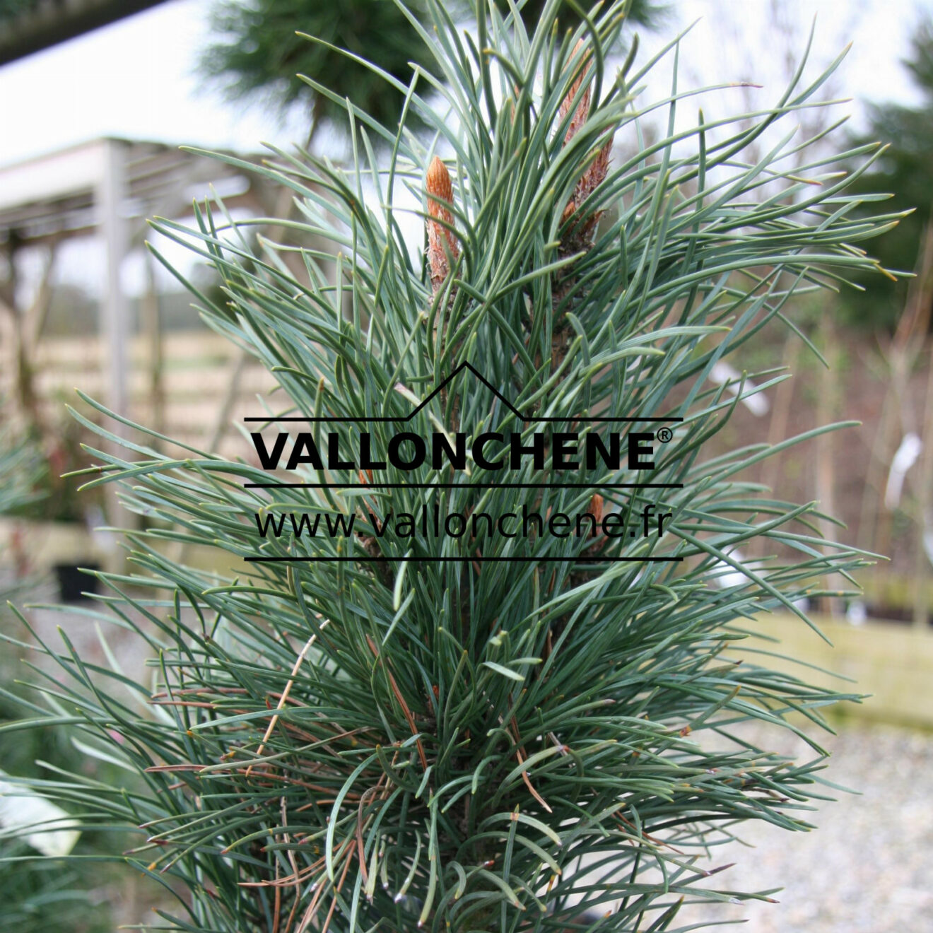 PINUS Sylvestris 'Fastigiata' - Pin Sylvestre