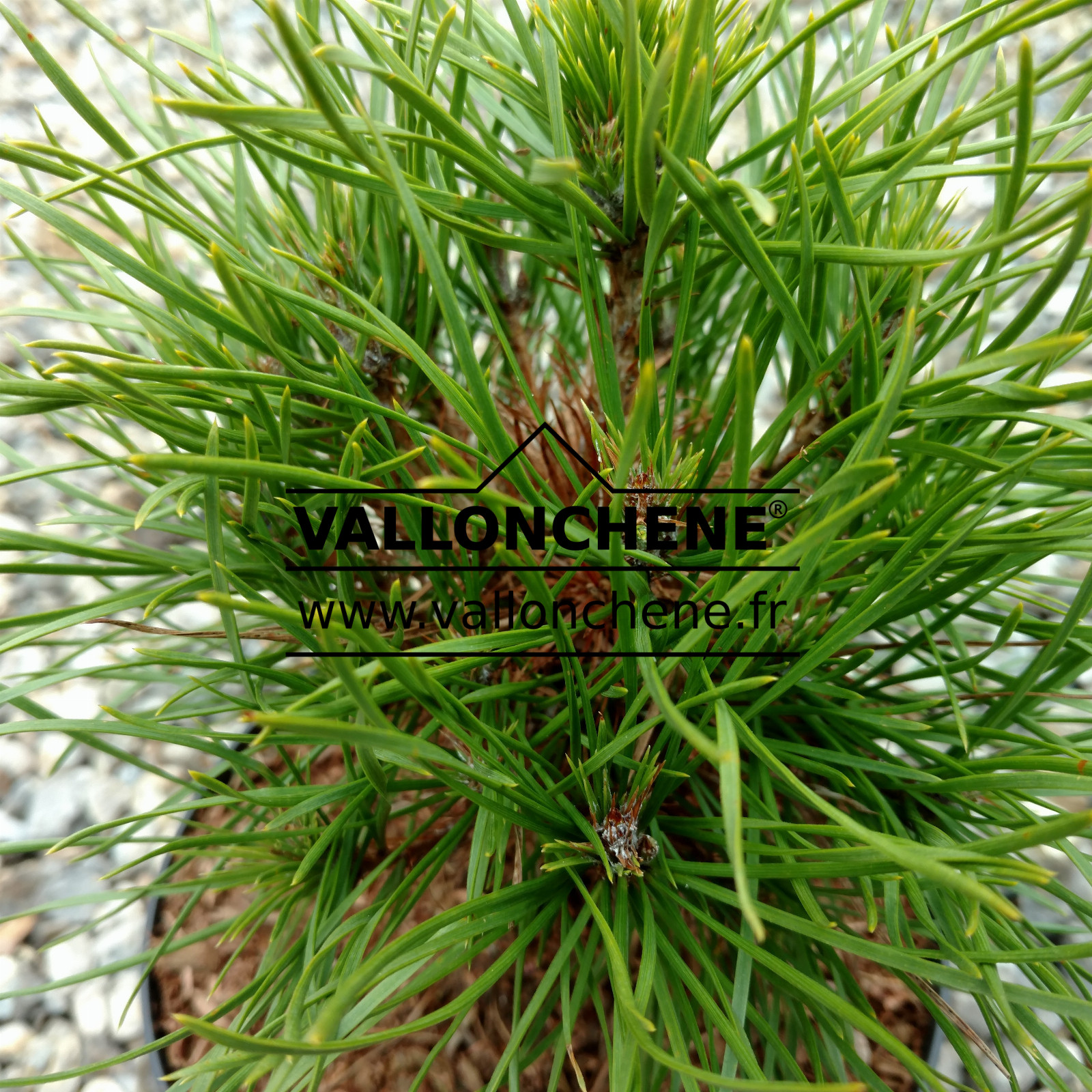 PINUS sylvestris ‚Green Penguin‘ en Avril