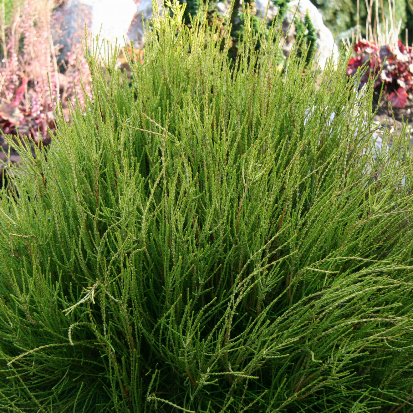 PLATYCLADUS orientalis 'Franky Boy' - Chinese arborvitae