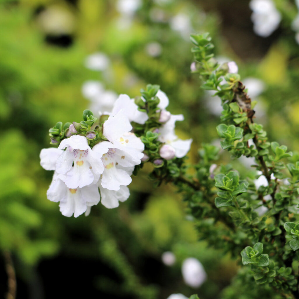 PROSTANTHERA cuneata