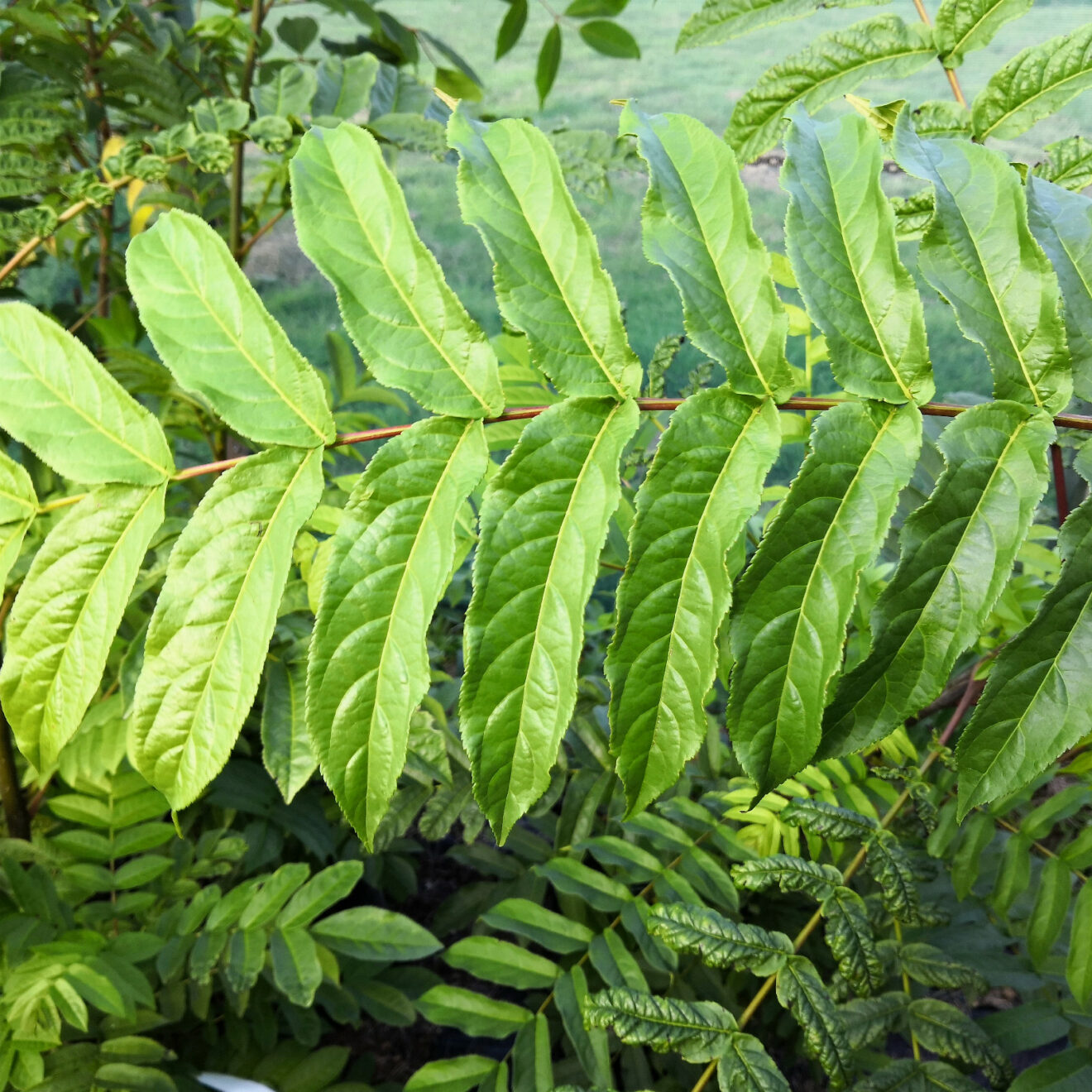 Pterocarya Fraxinifolia Ptérocaryer Du Caucase