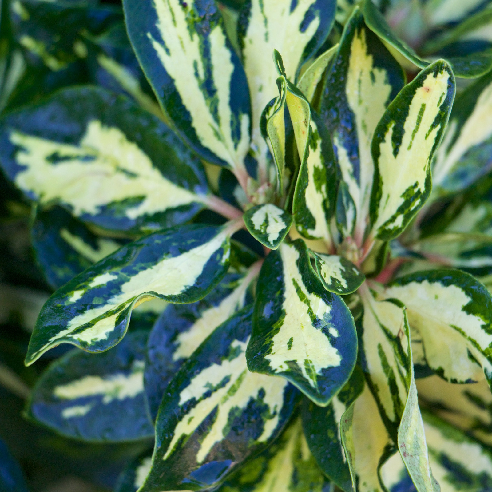 RHODODENDRON ‘Goldfinger’ en Mars