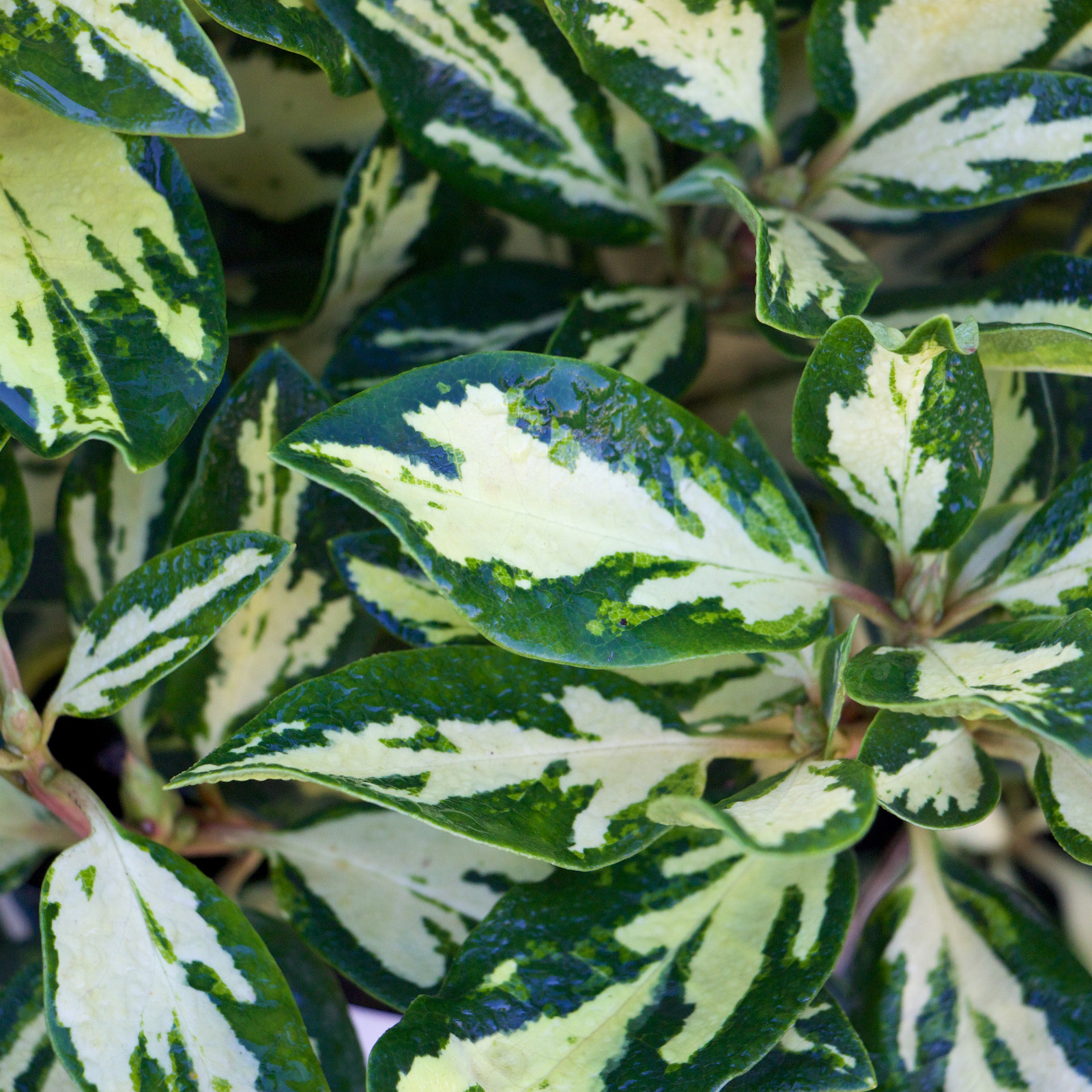 RHODODENDRON ‘Goldfinger’ en Mars